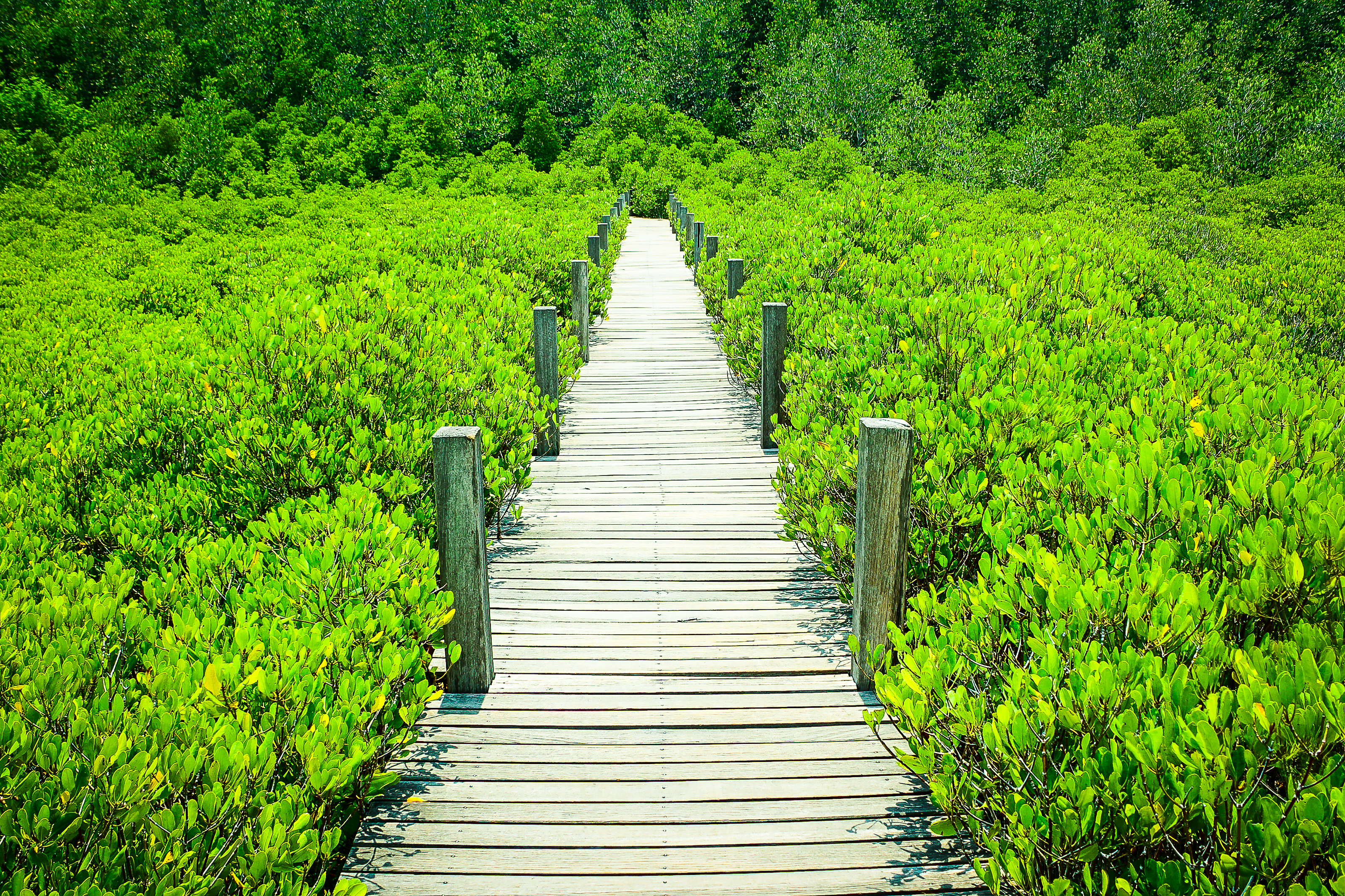 Wallpapers mangrove plant green on the desktop