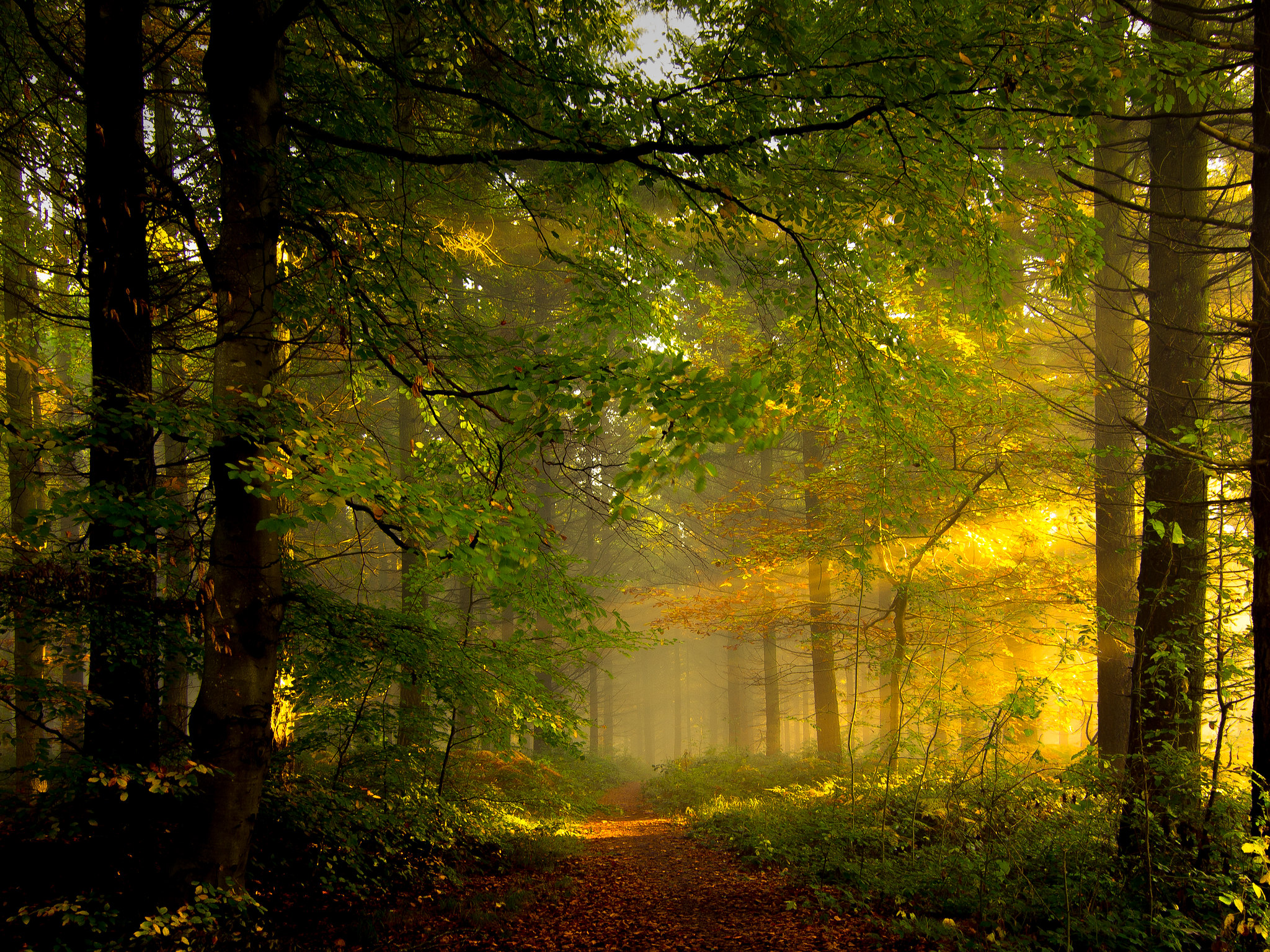 Free photo The sun`s rays break through the branches of the trees