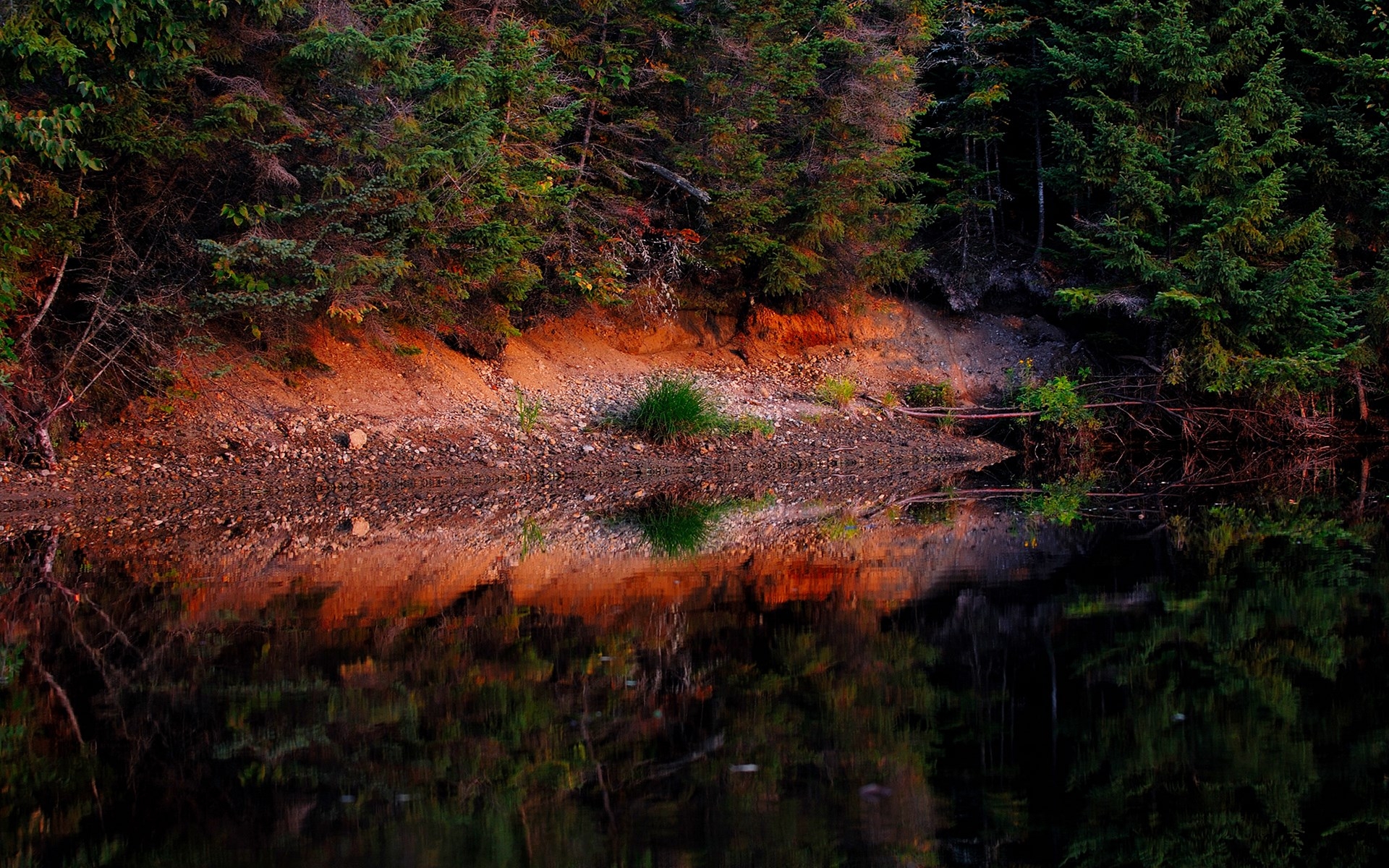 Лесной пейзаж с водоемом, отражением деревьев и теплым освещением.
