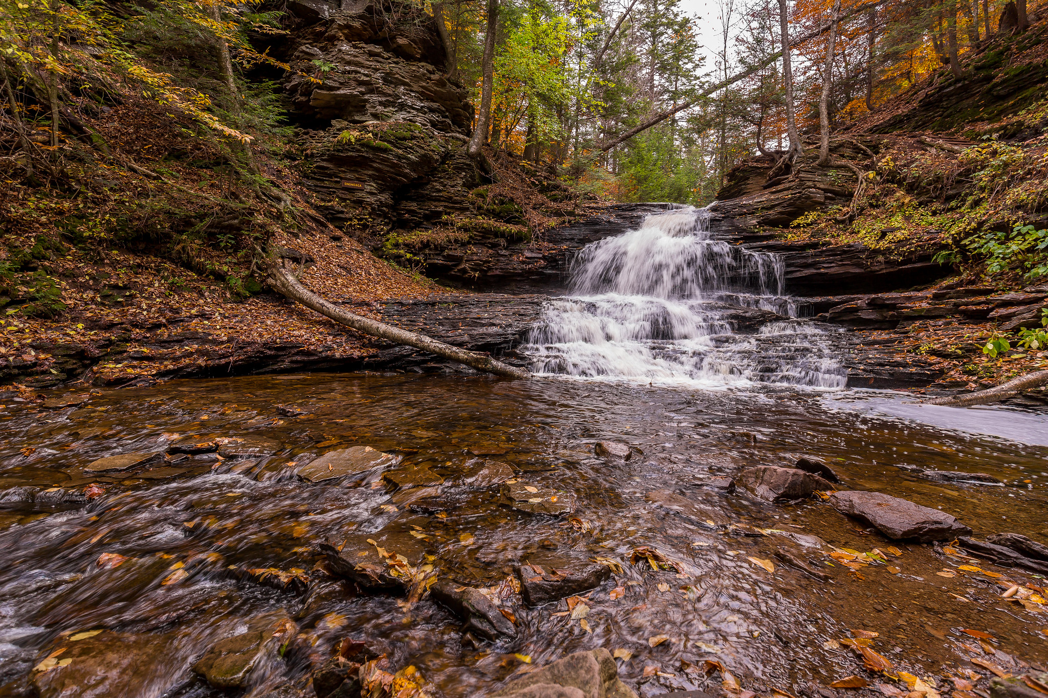 Wallpapers nature trees USA on the desktop