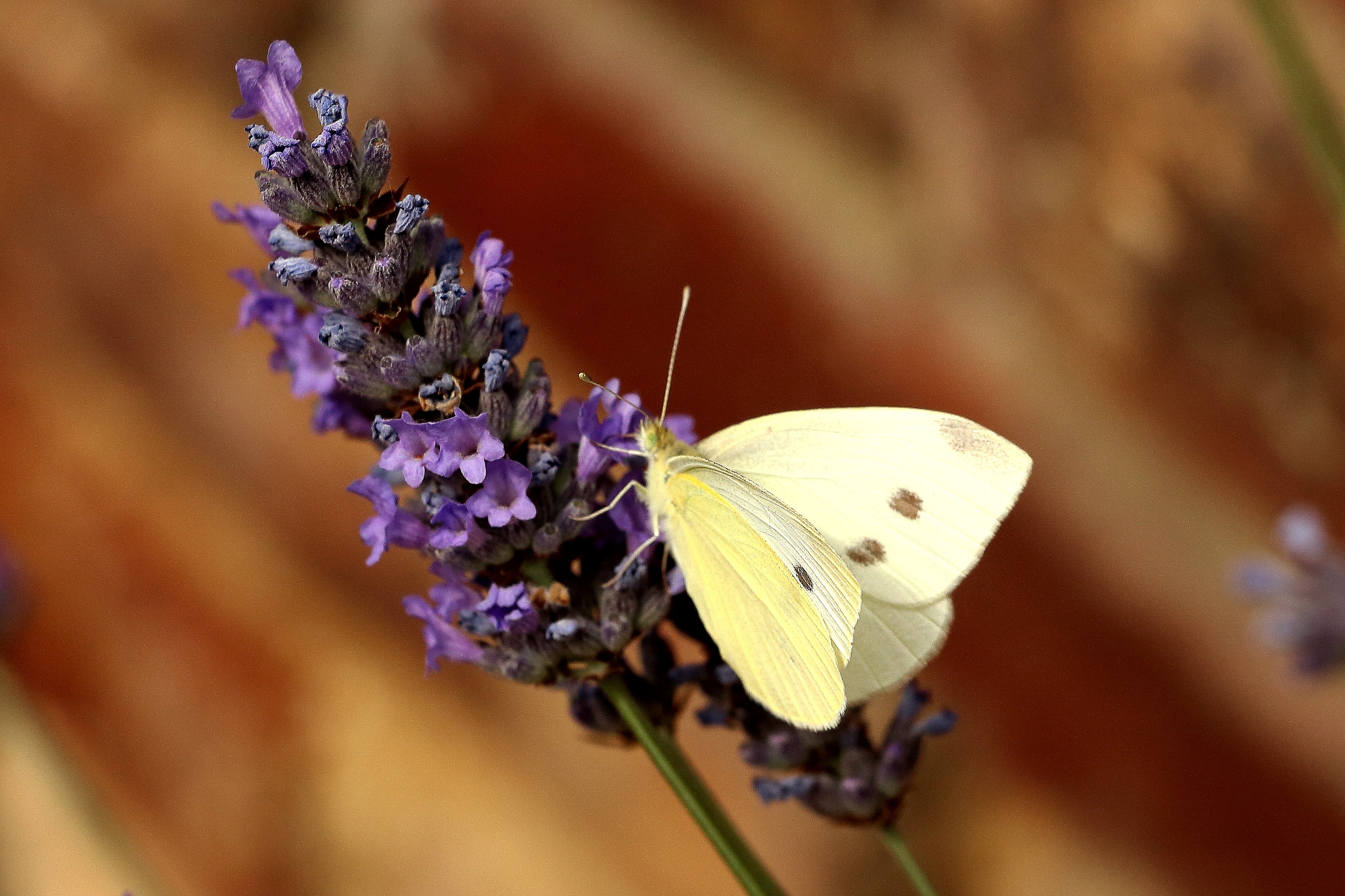 一只淡黄色的蝴蝶坐在一朵花上