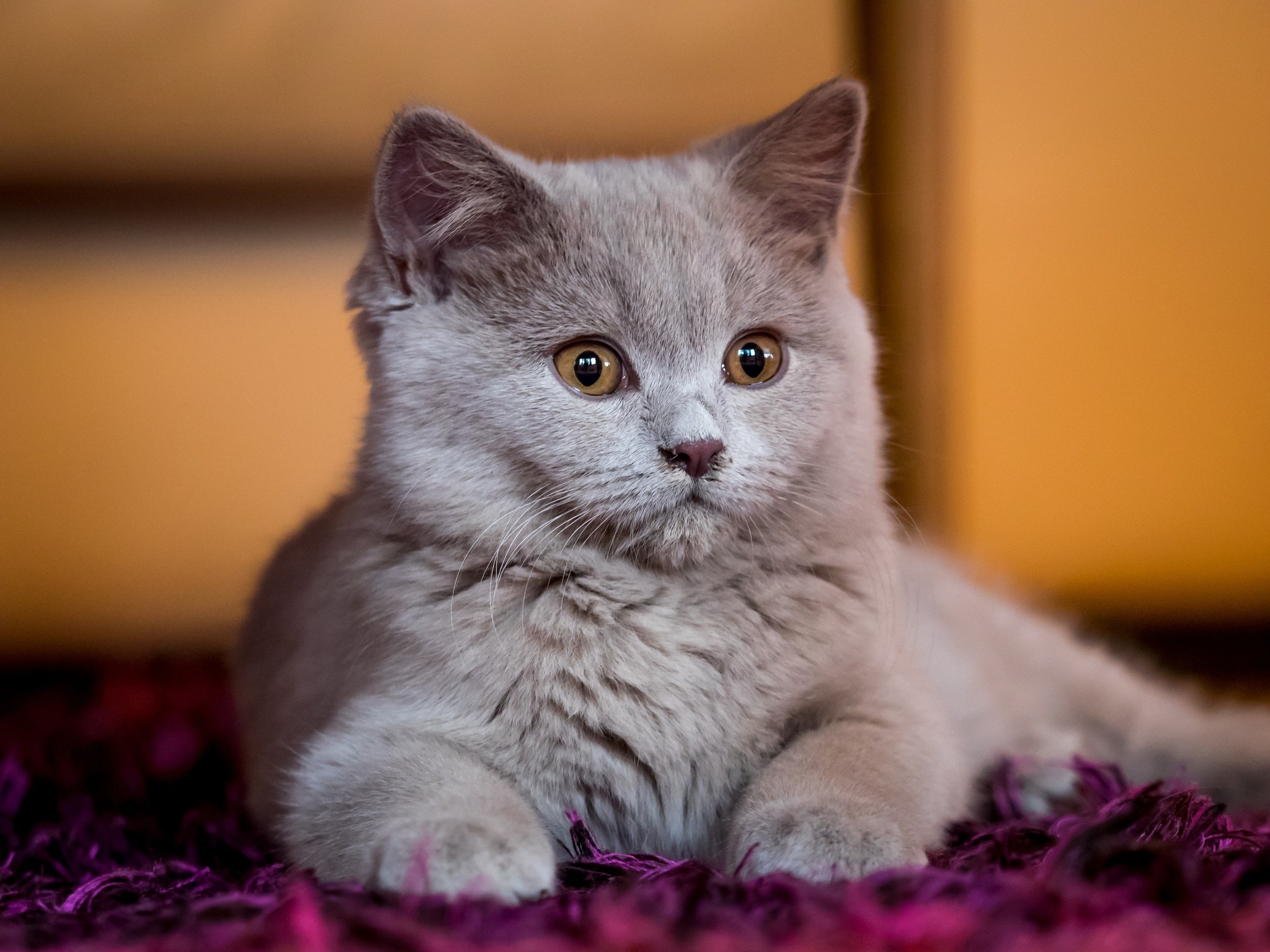 Free photo A surprised fluffy kitten.