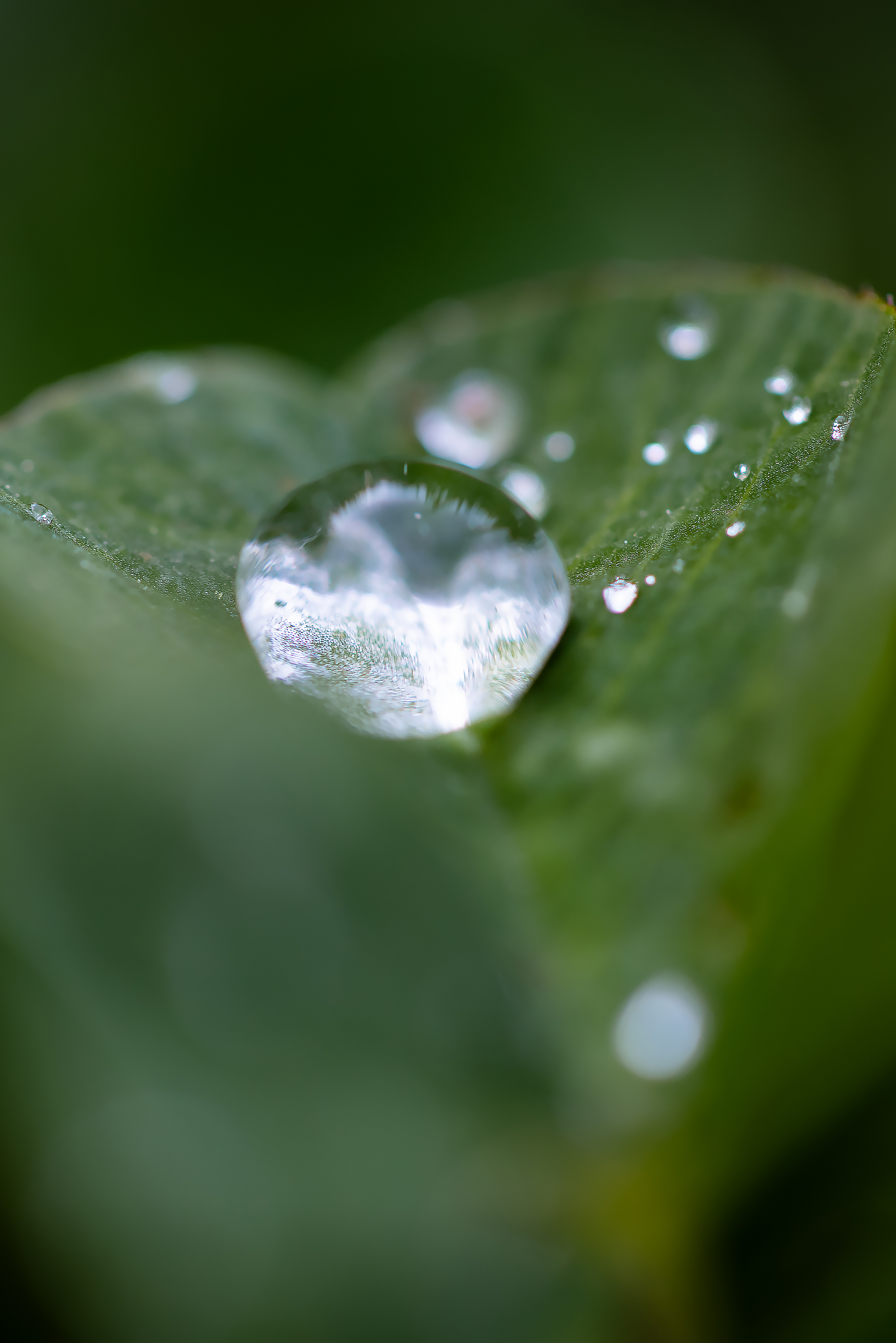 Бесплатное фото Крупная дождевая капля на листе