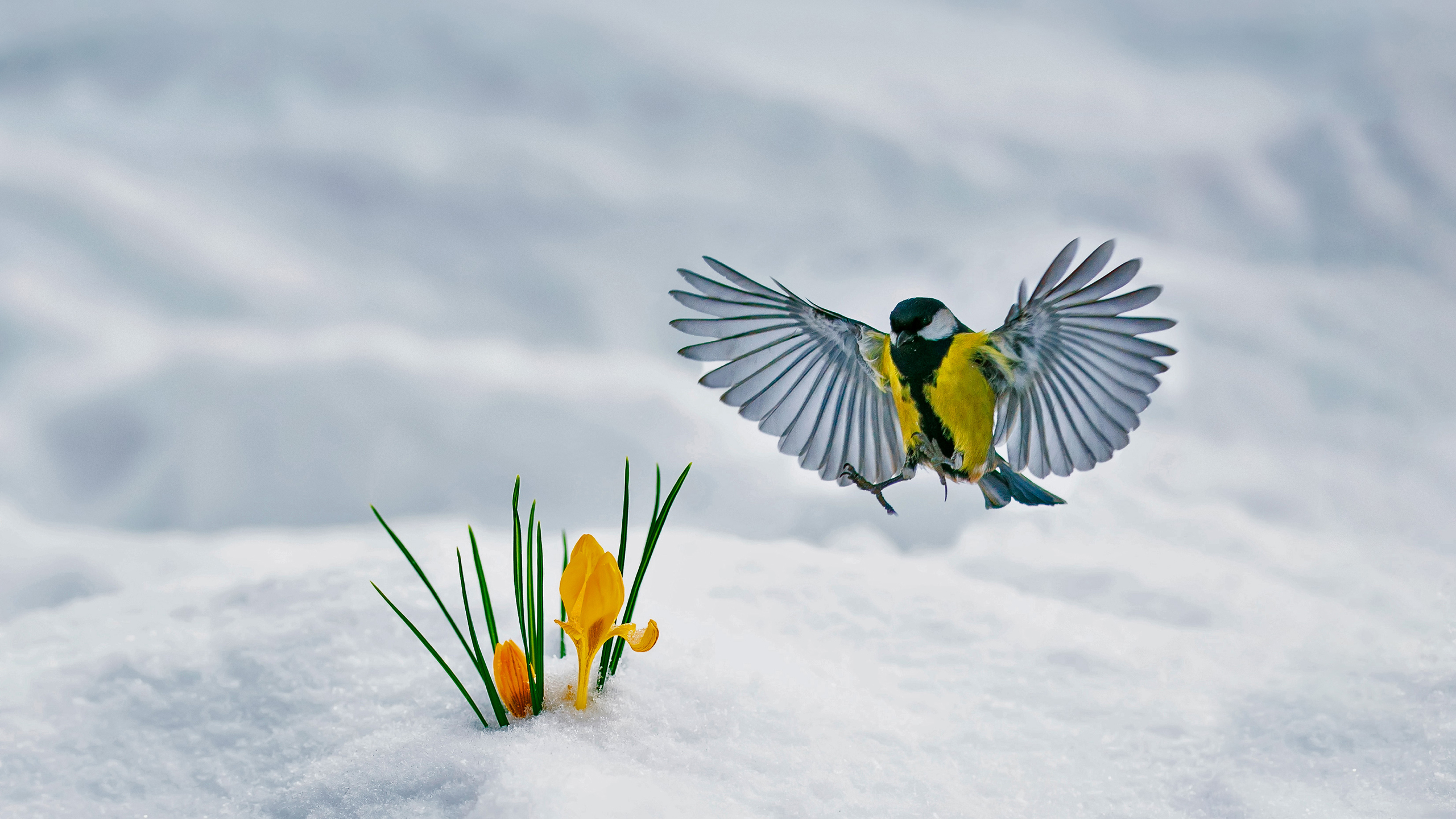 一只山雀飞向一朵伸出雪地的花朵。
