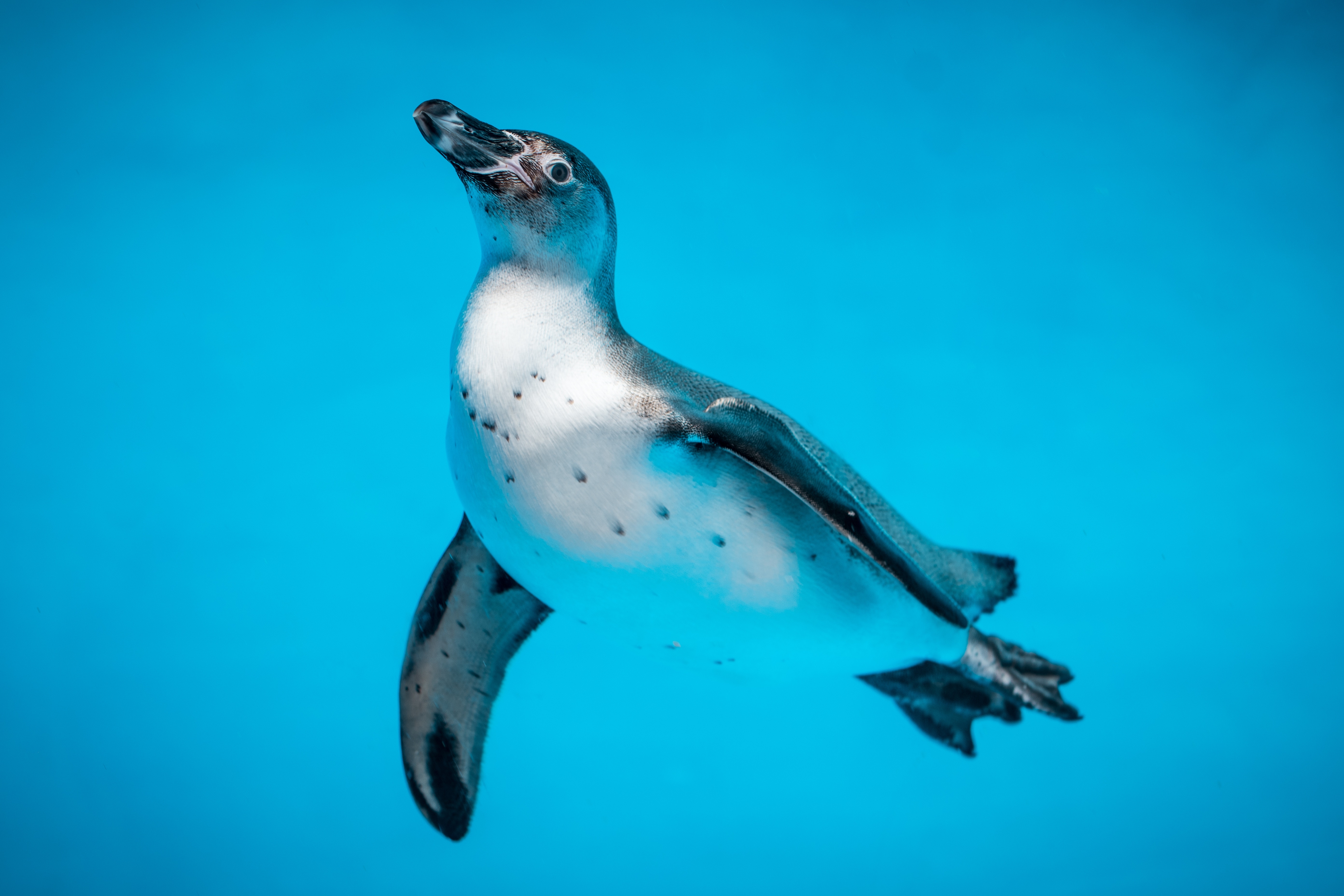 一只在水下游泳的企鹅