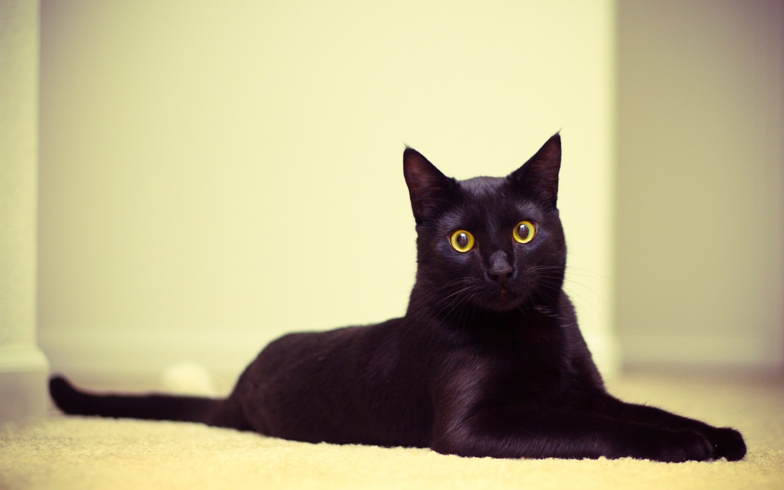 Free photo Surprised black cat with yellow eyes