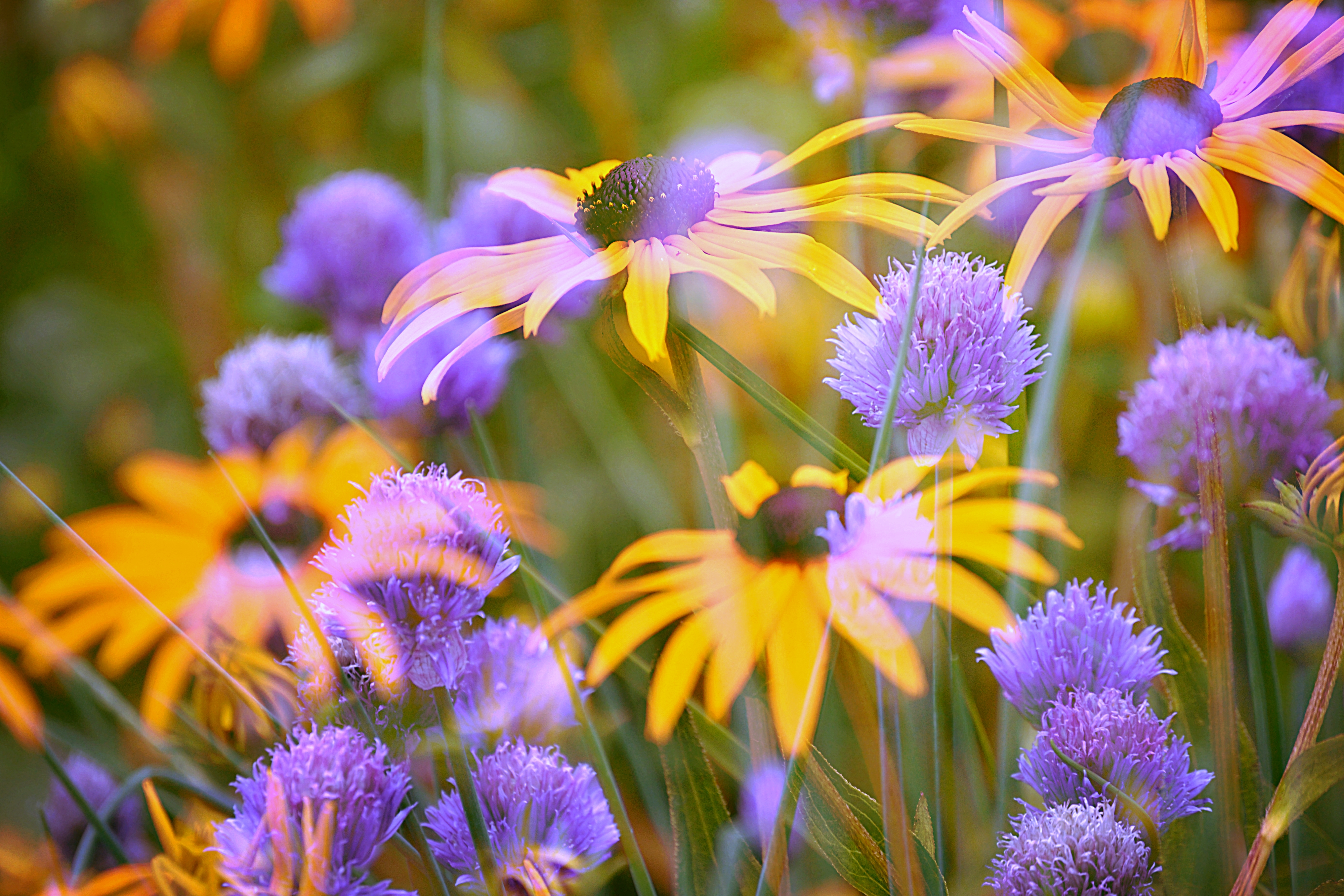 Wallpapers beautiful flower arrangement colorful on the desktop