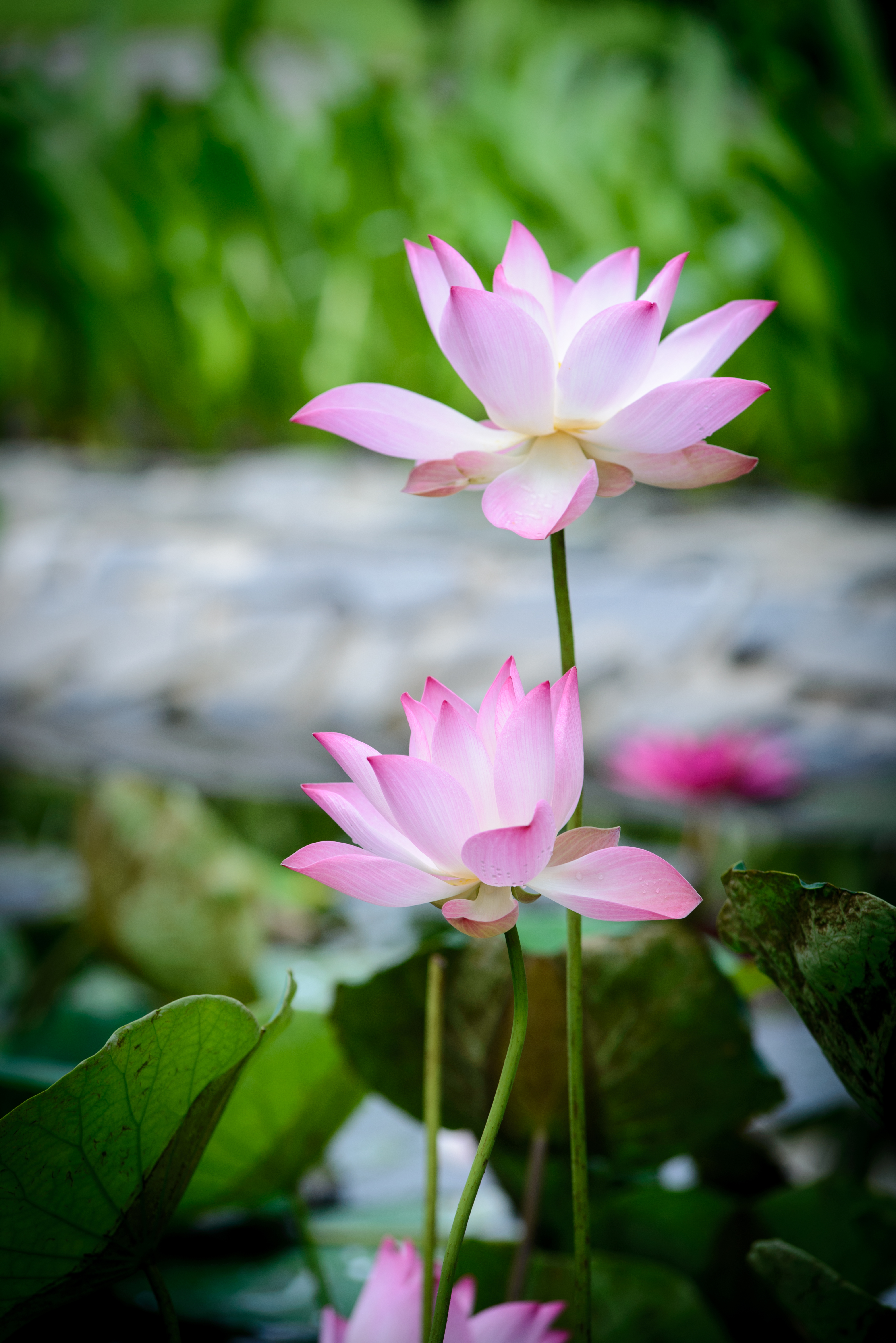 flower,lotus flower,pretty,beautiful,picturesque,fine,pleasant,nature,pink,tree,leaf,green,macro,plant,Lotus,sacred lotus,flora,aquatic plant,lotus family,flowering plant,petal,proteales,spring,wildflower,water,plant stem,sunlight,computer wallpaper,annual plant,blossom,free Images,flowers