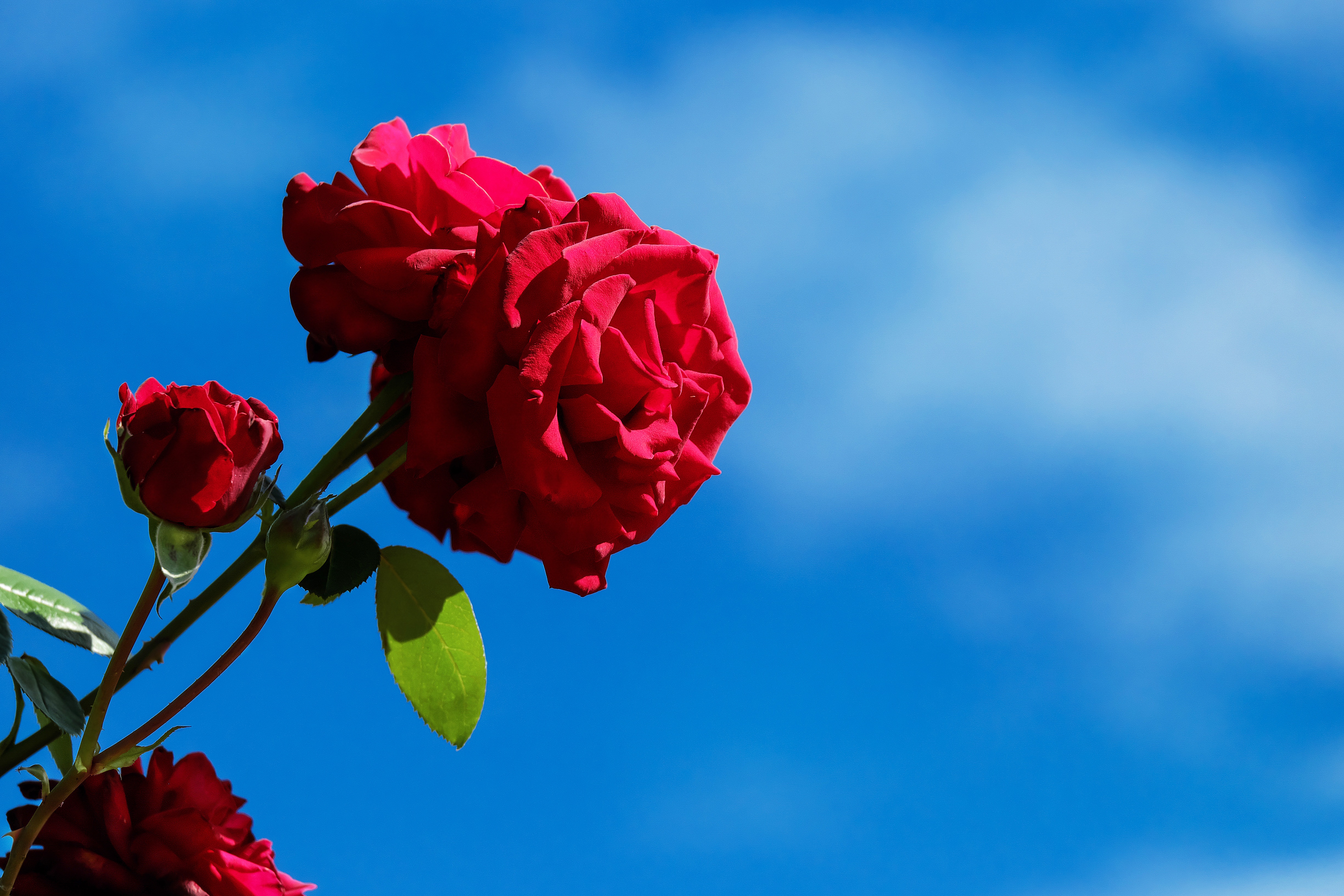 Обои цветения роза природа на рабочий стол