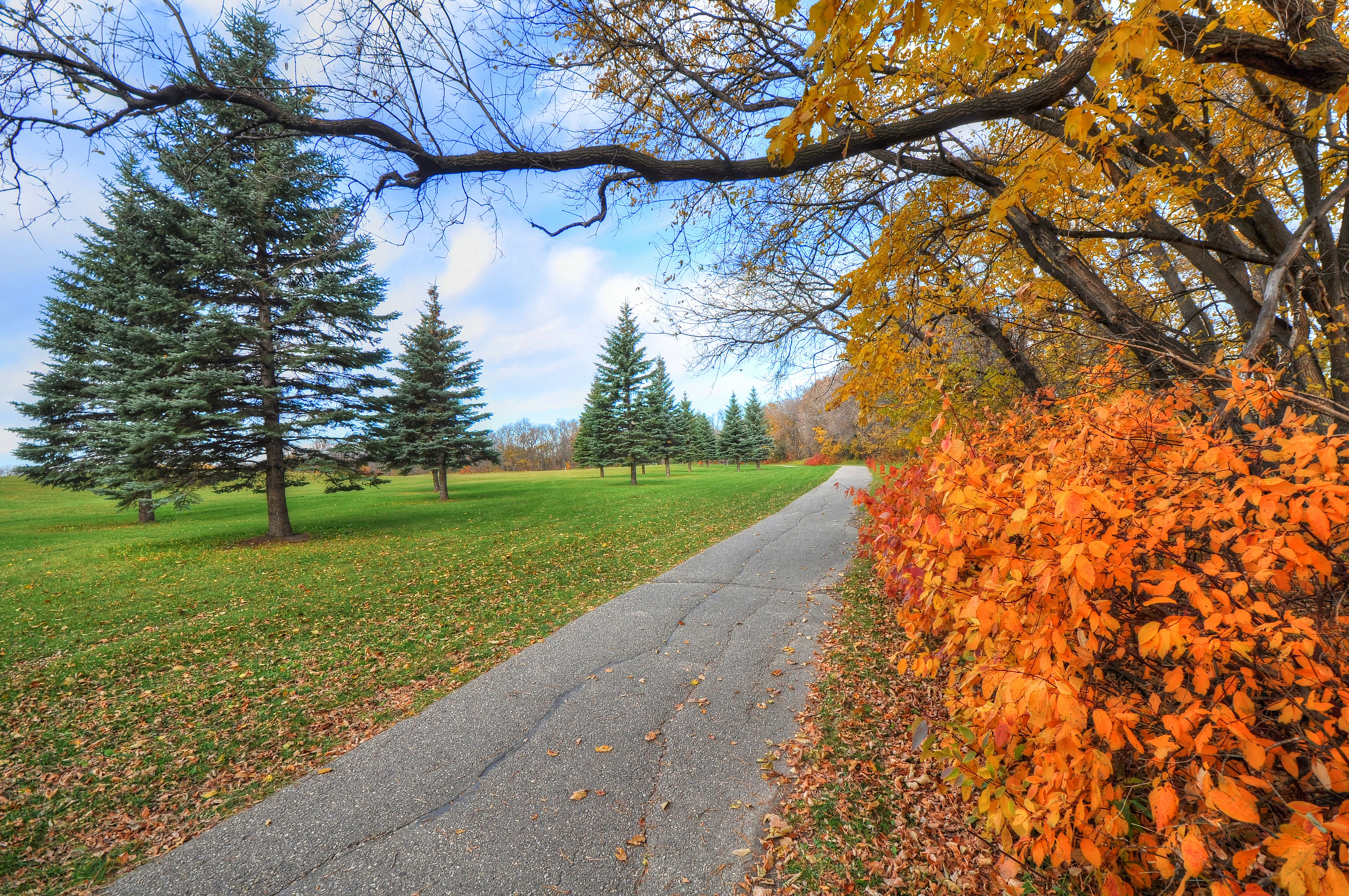 Free photo Christmas trees and autumn mood