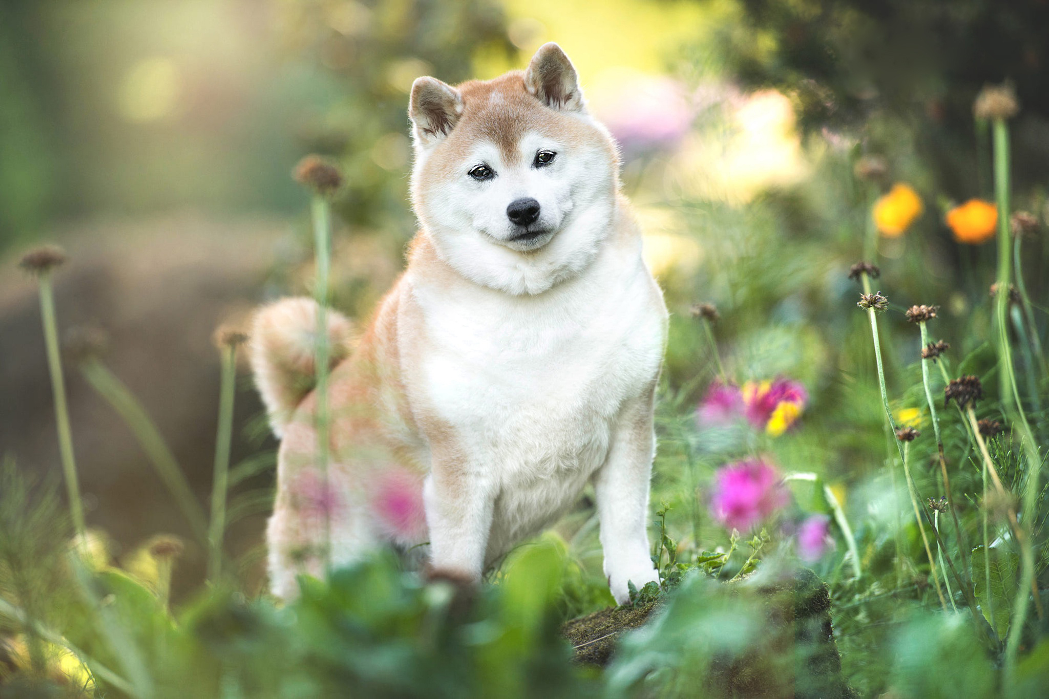 免费照片秋田犬和花