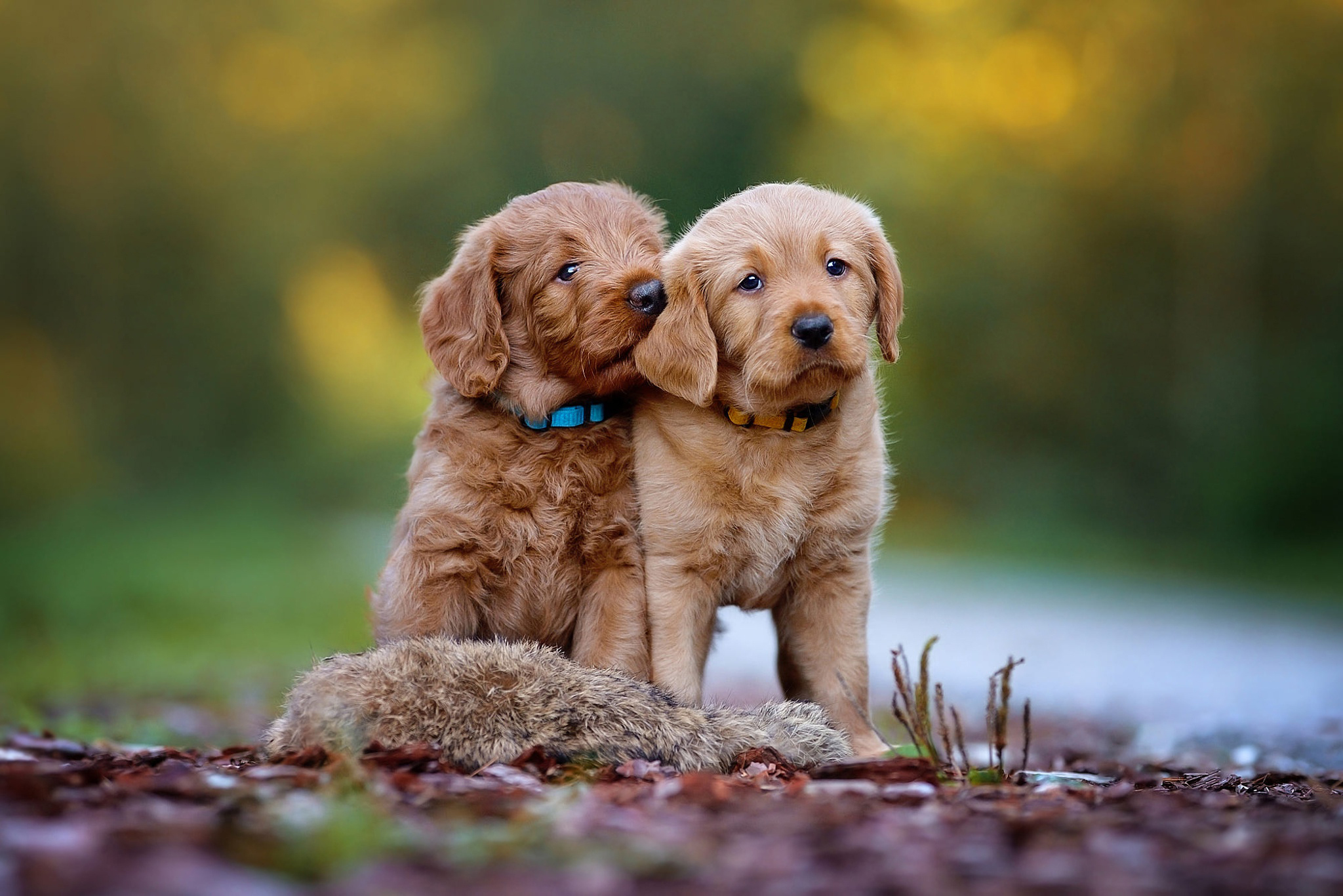 免费照片两只可爱的拉布拉多犬