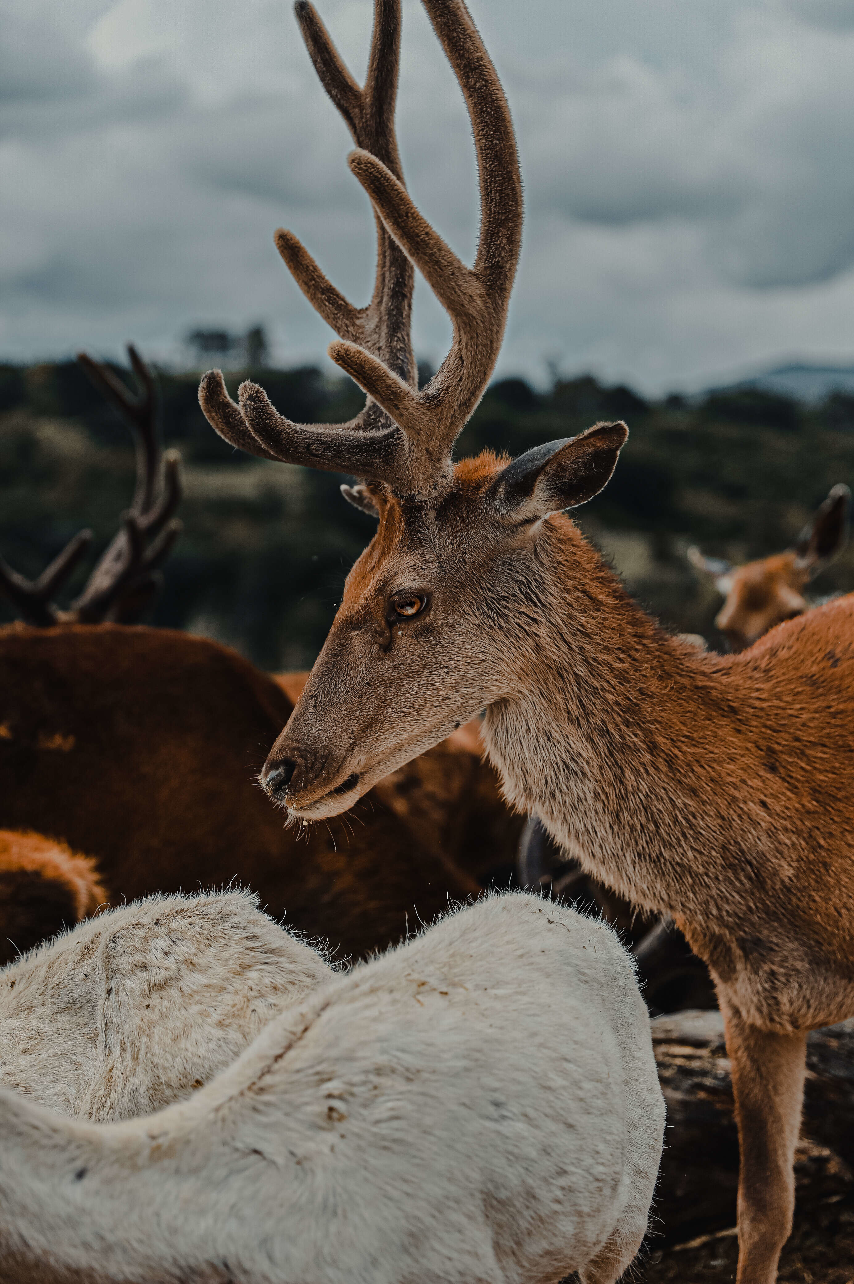 Wallpapers deer pasture flock on the desktop