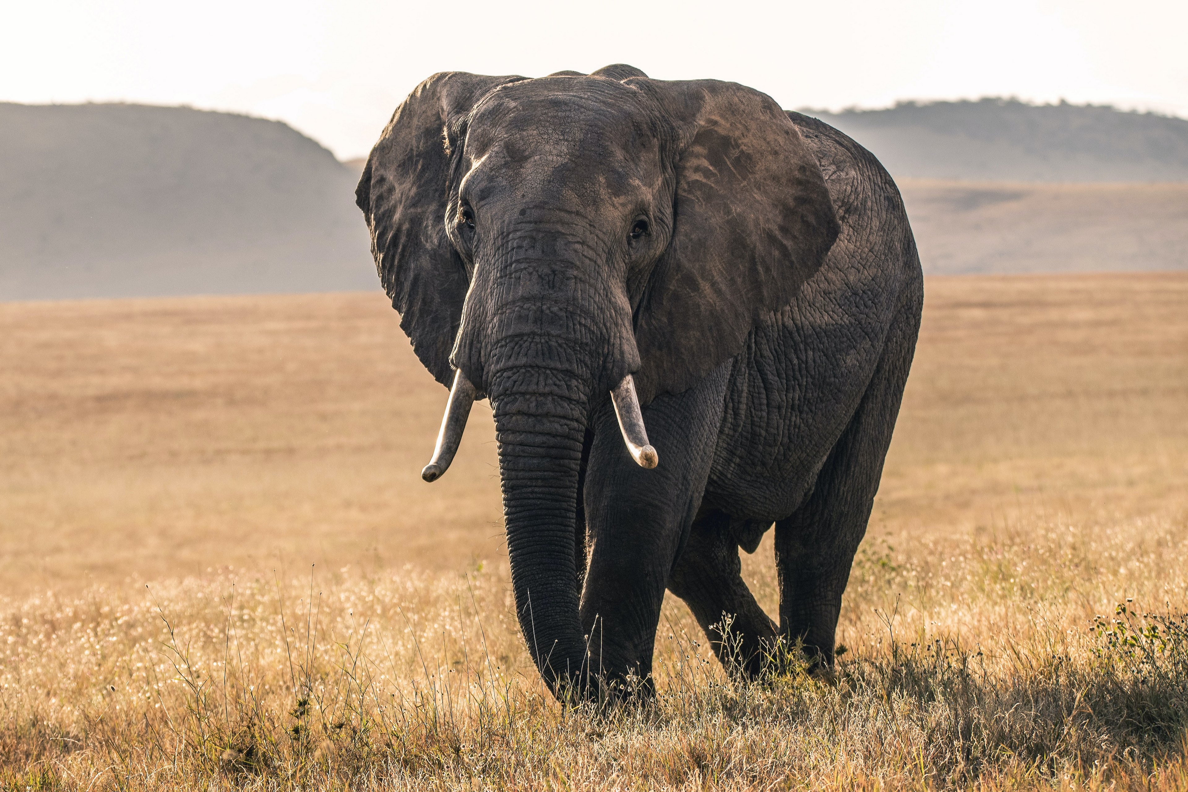 一幅非洲大象在大田里的照片