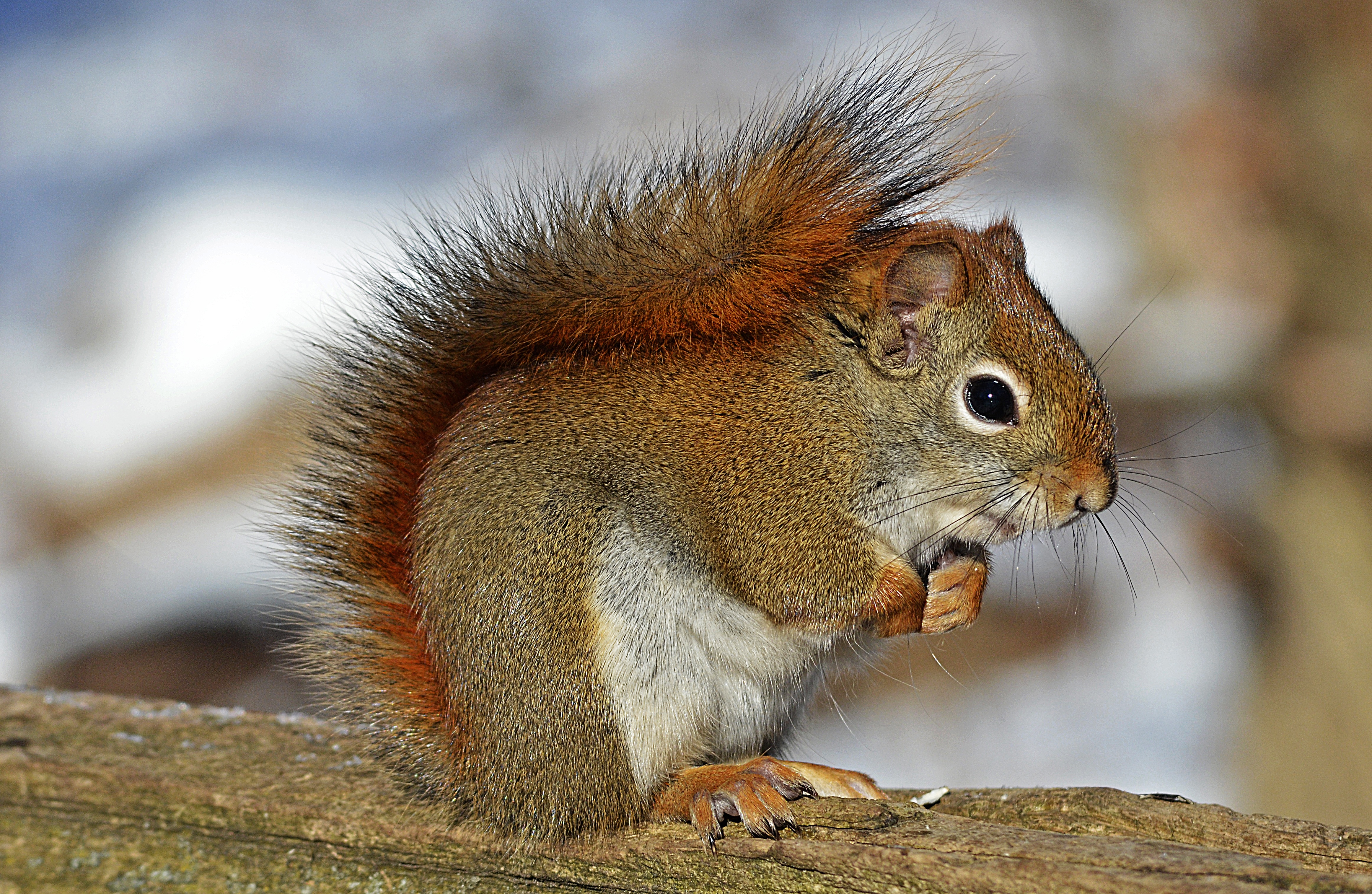 Free photo The squirrel sits with his paws folded