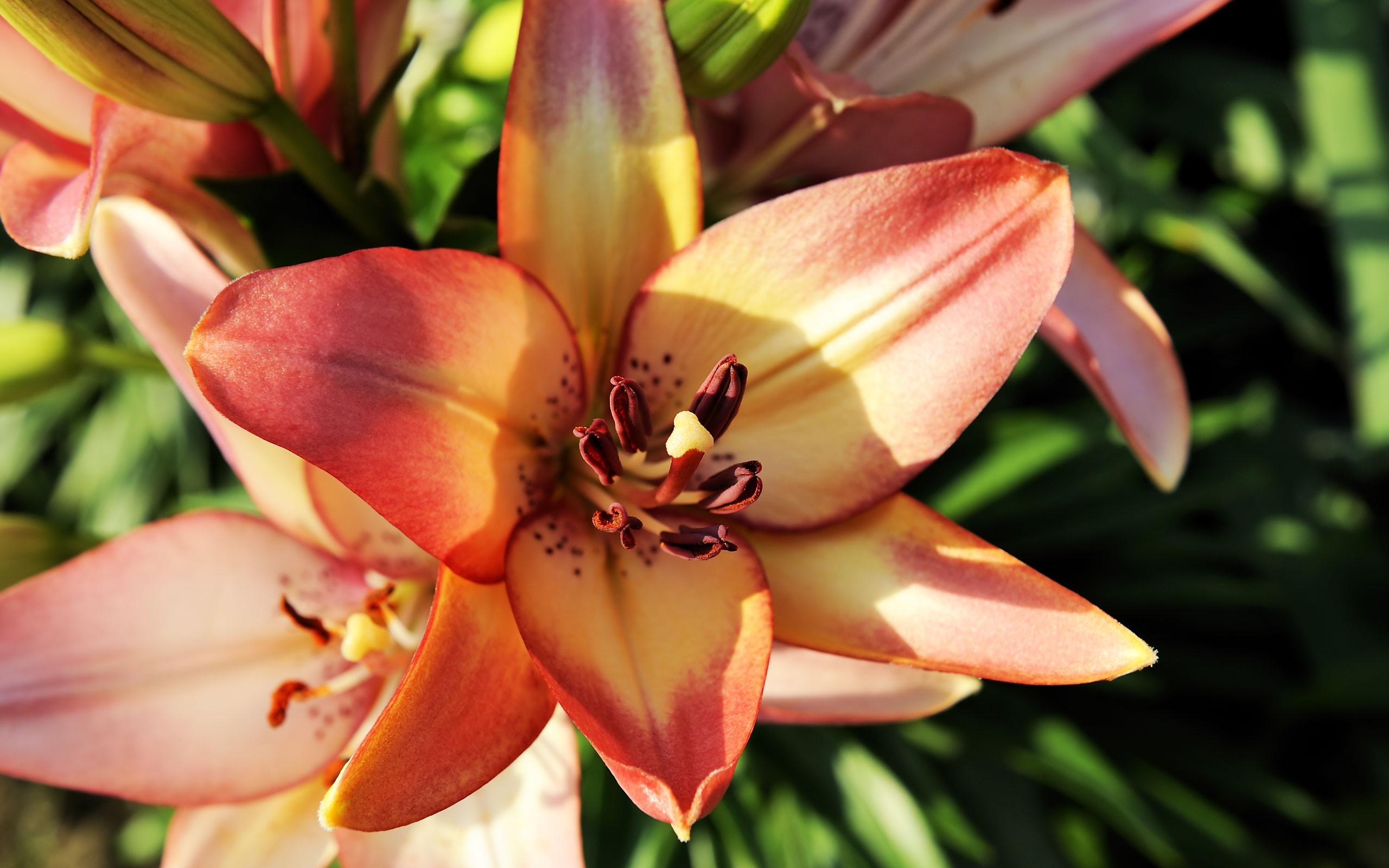 Free photo Orange lily flower