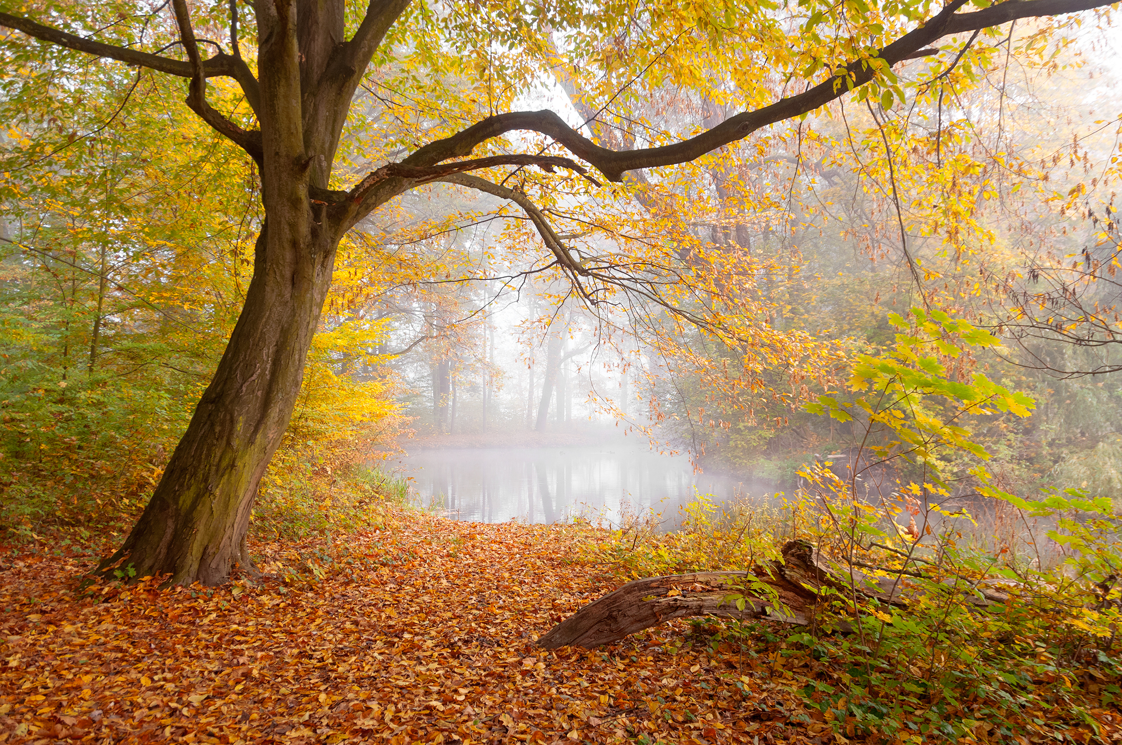 Wallpapers forest fog pond on the desktop