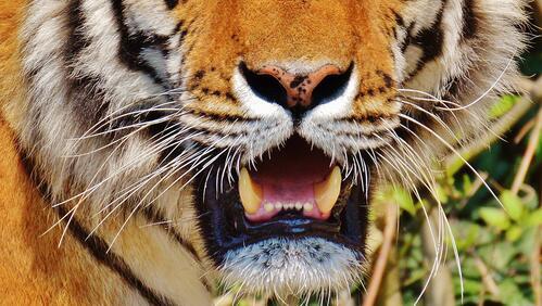 Бесплатное фото Морда большого тигра