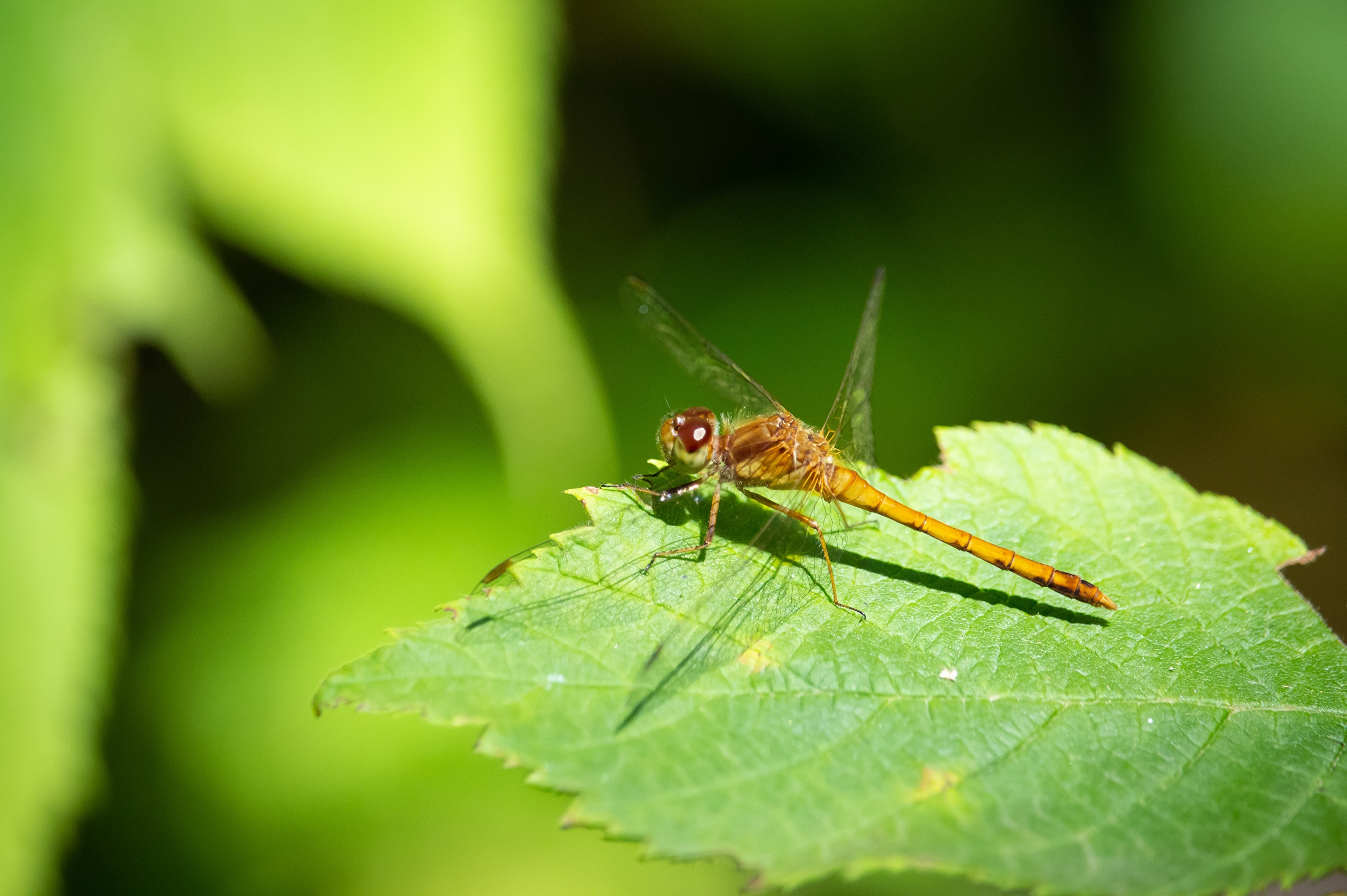 Wallpapers closeup dragonflies closeup foliage odonata on the desktop