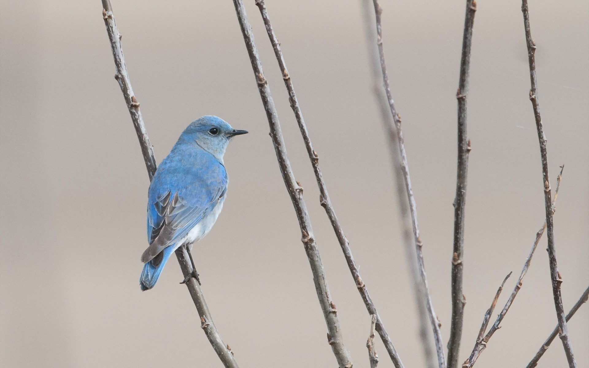 一只坐在树枝上的蓝色小鸟