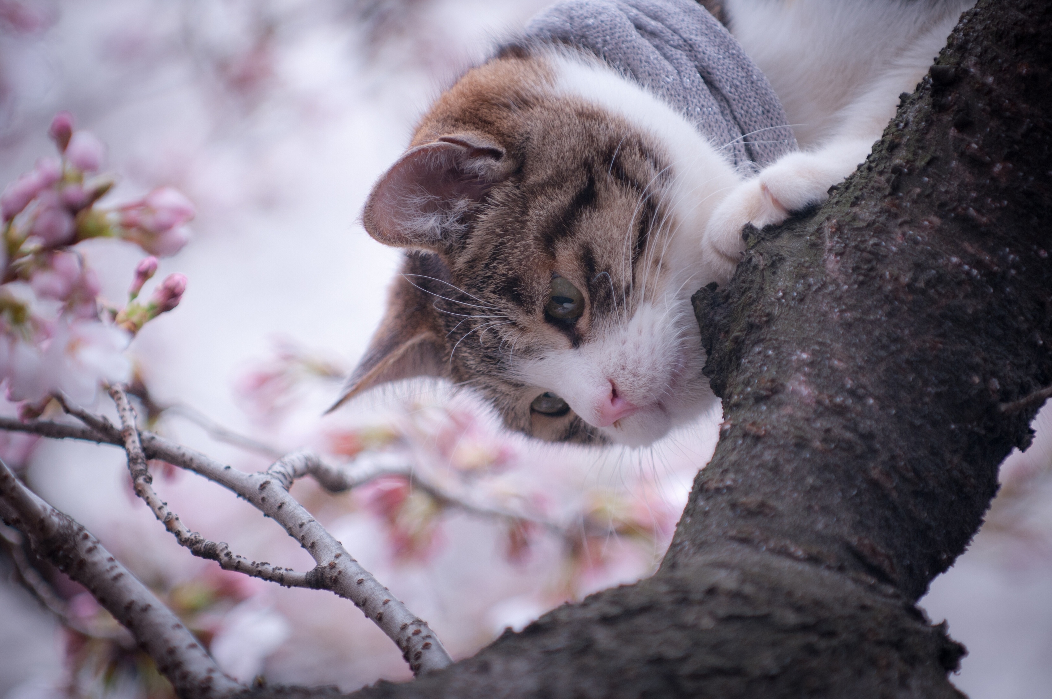 桌面上的壁纸猫 木材 春季