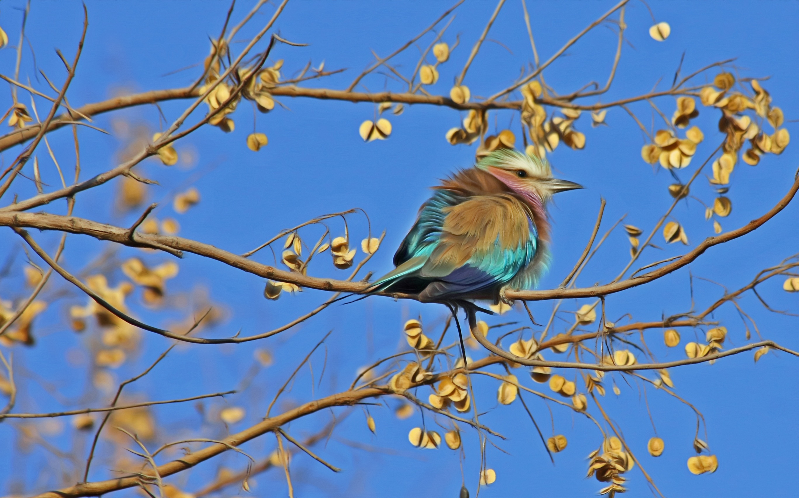 Wallpapers cute animal bird on the desktop