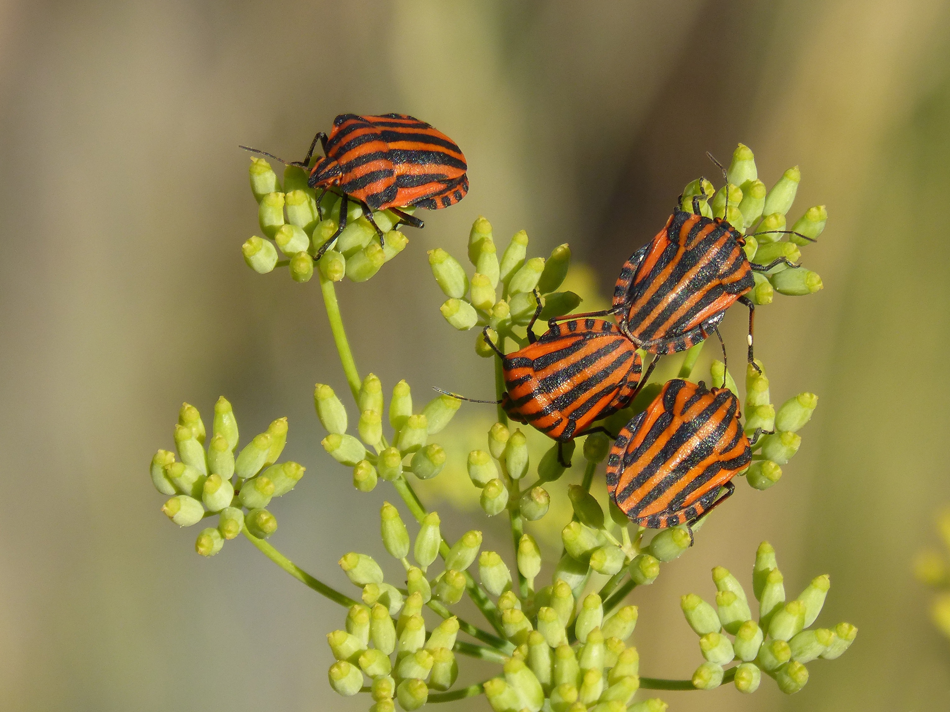 Free photo Orange and black striped beetle on a flower