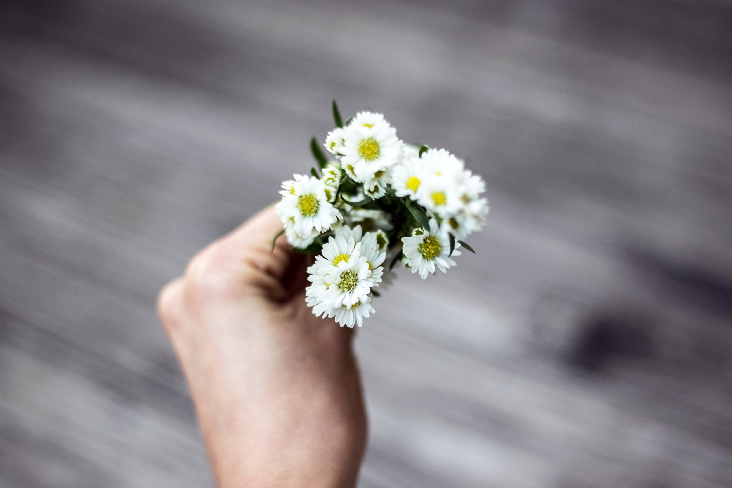 Free photo A little bouquet of daisies