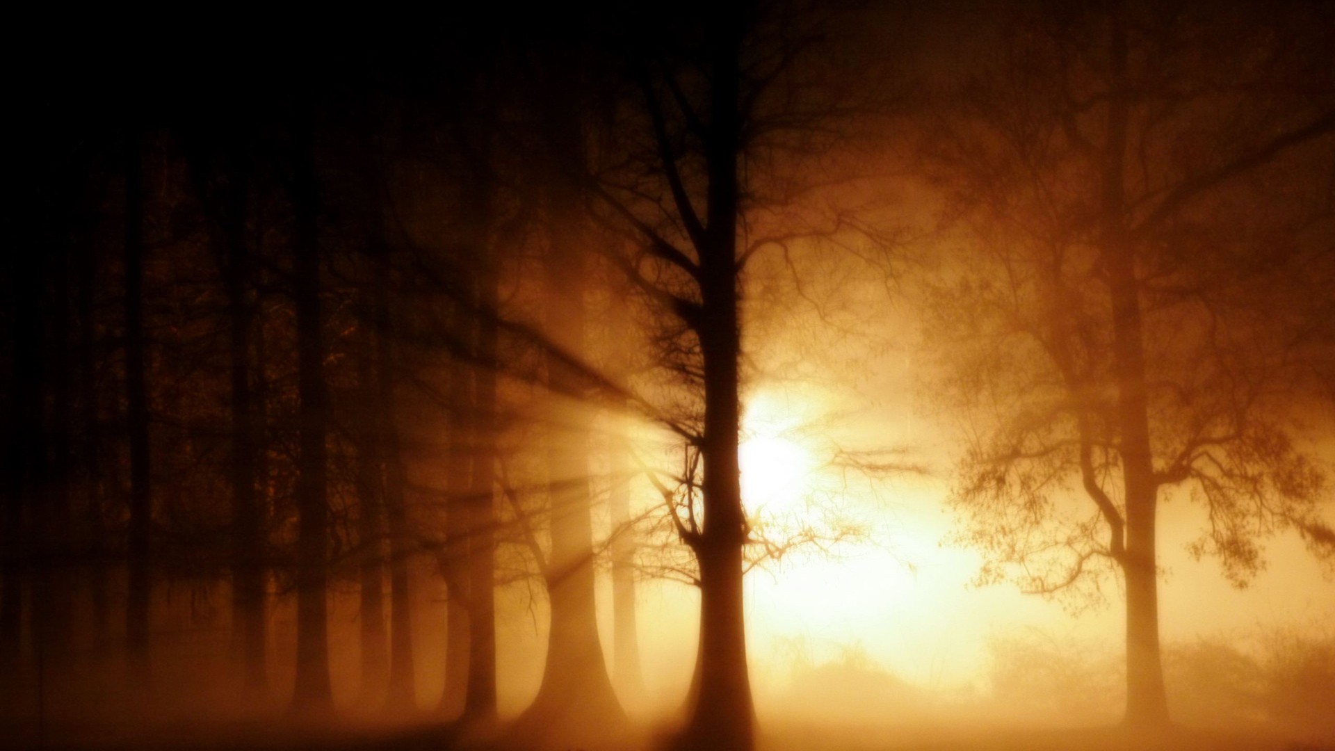 Wallpapers sunlight trees forest on the desktop