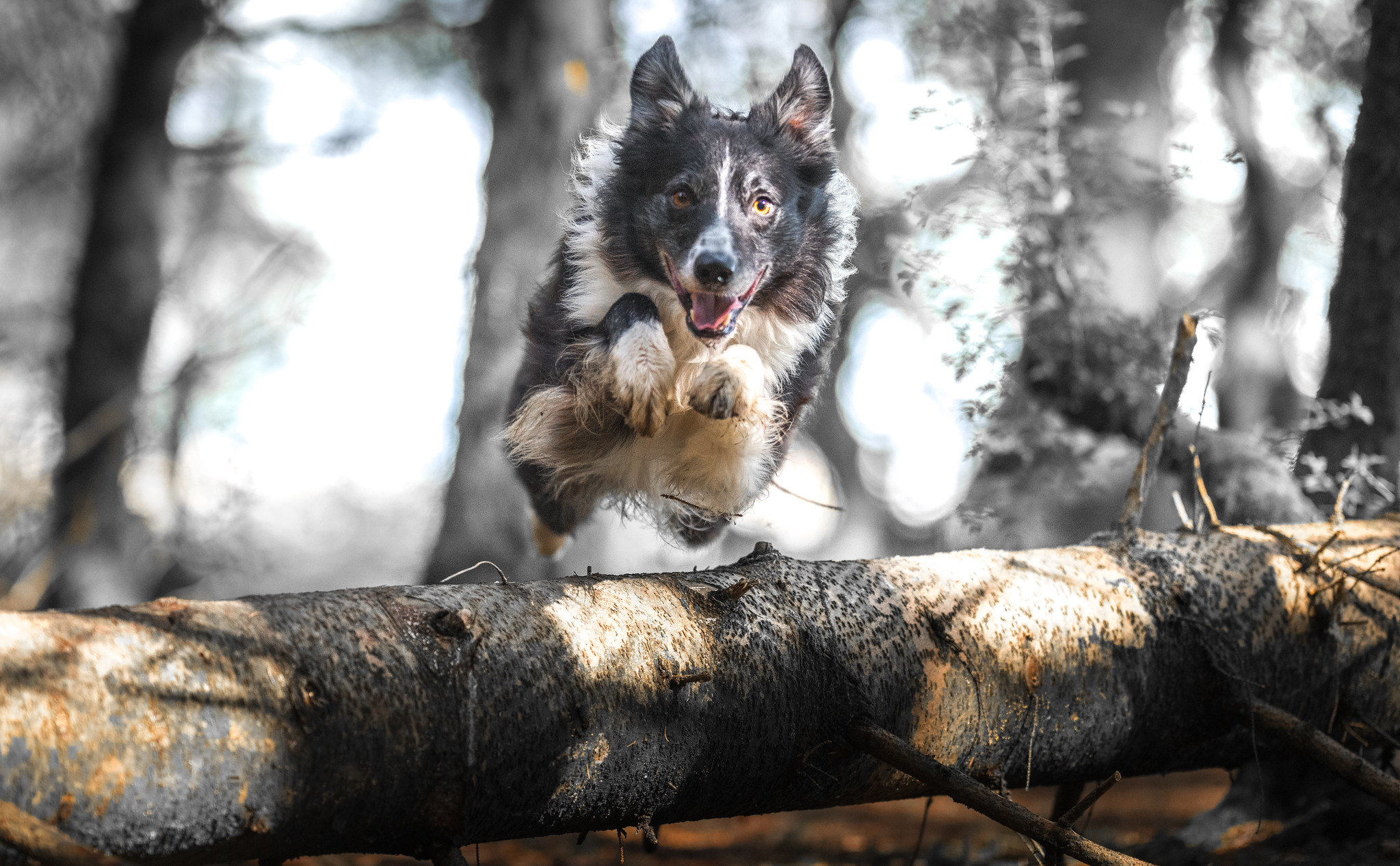 Wallpapers pet pose border collie on the desktop