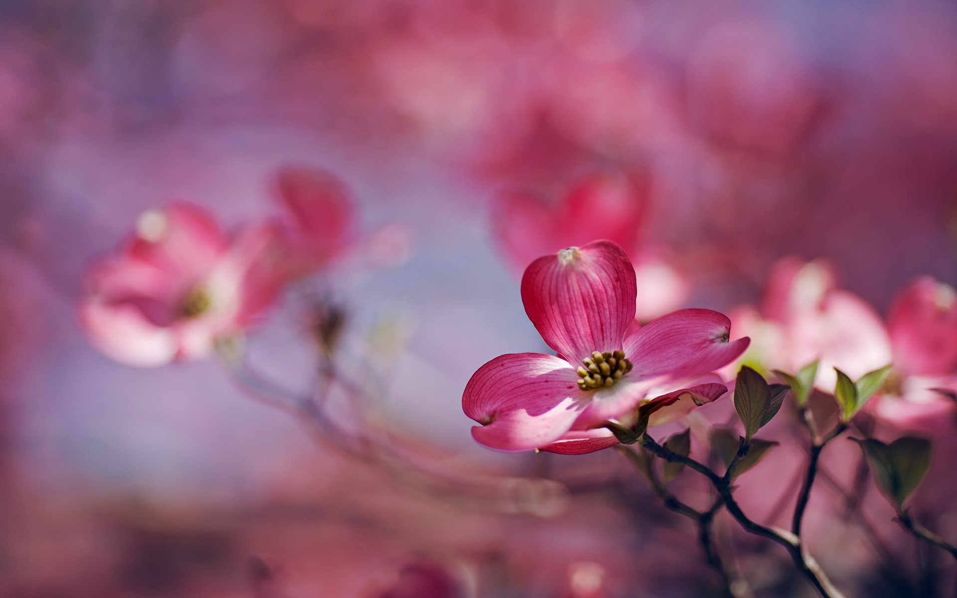 Free photo Stems with pink flowers