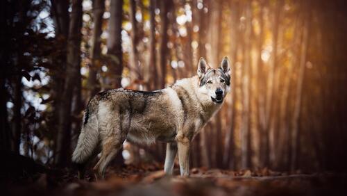 Бесплатное фото Волк гуляет по лесу