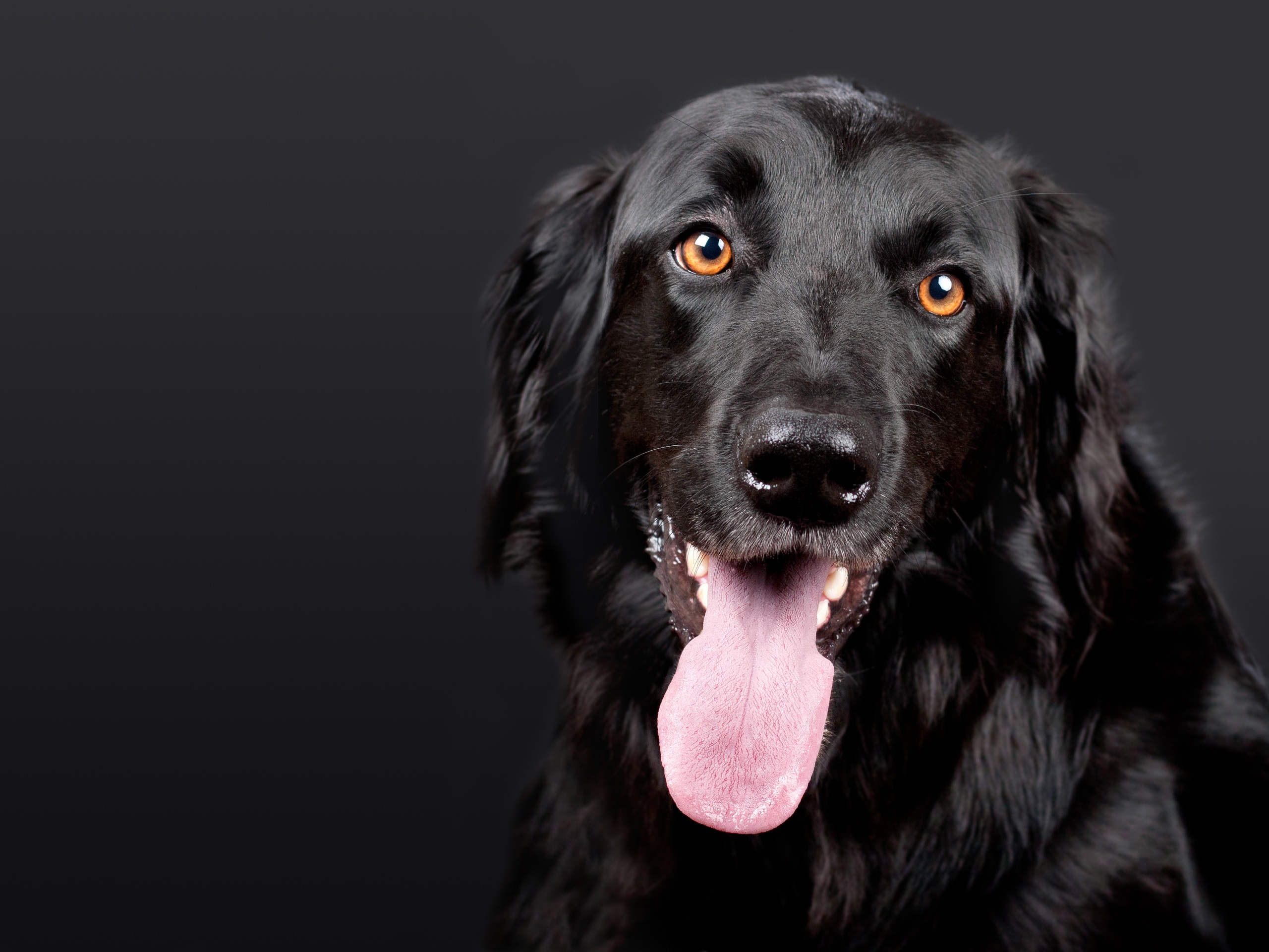 Free photo Black flat-coat retriever with elongated tongue