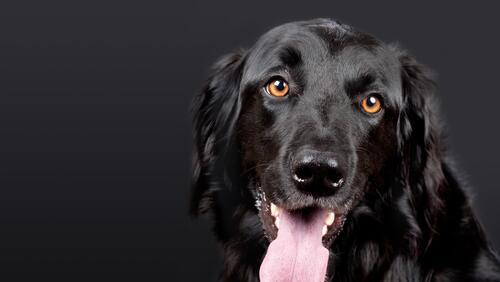 Бесплатное фото Черный плоско шерстный ретривер с вытянутым языком