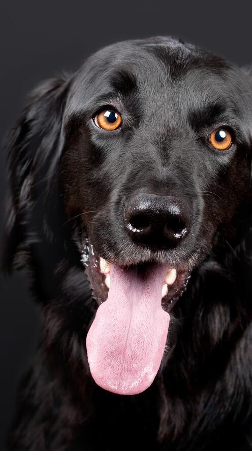Бесплатное фото Черный плоско шерстный ретривер с вытянутым языком