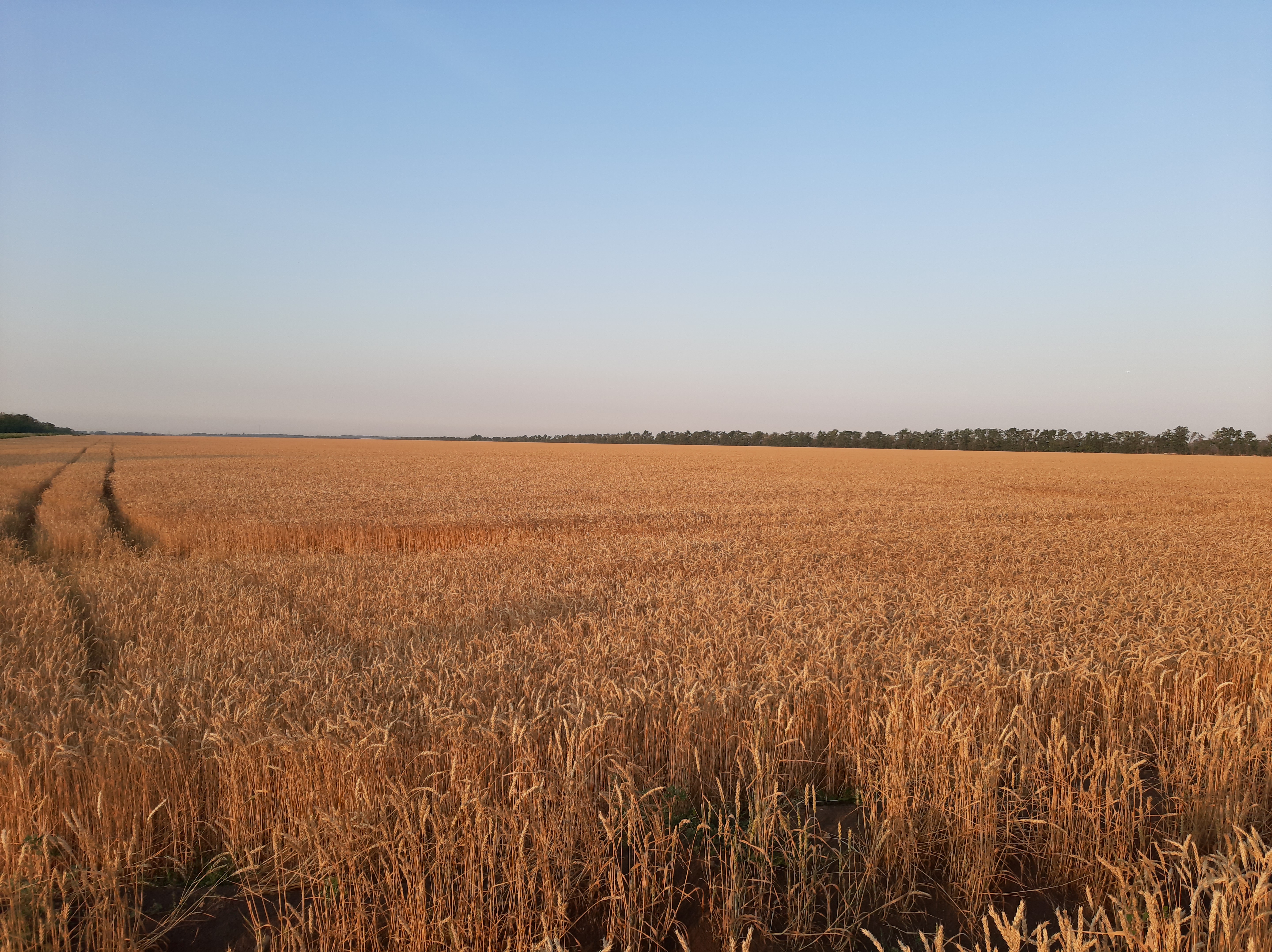 Free photo A large field of wheat