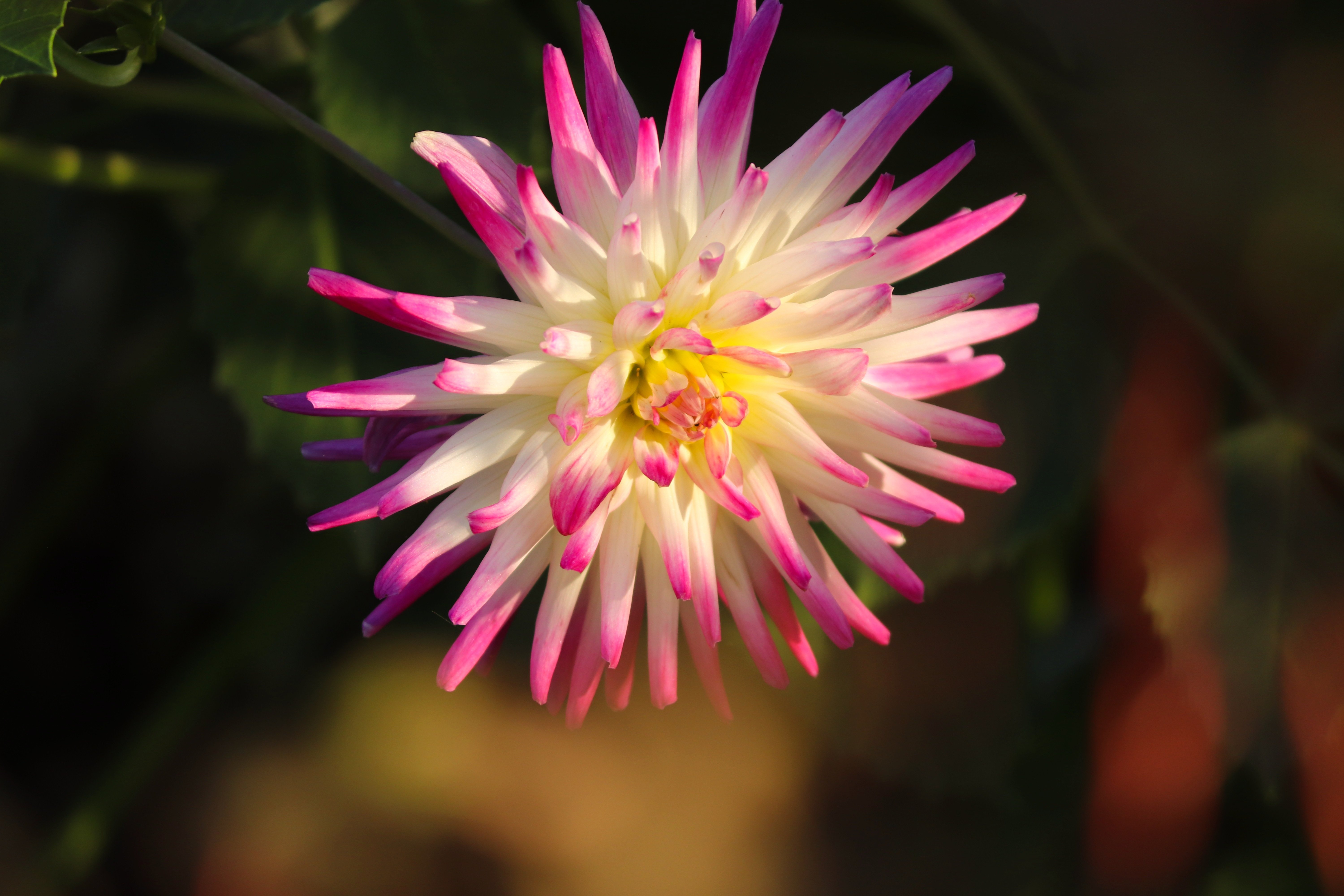 桌面上的壁纸鲜花 粉红色 洋甘菊