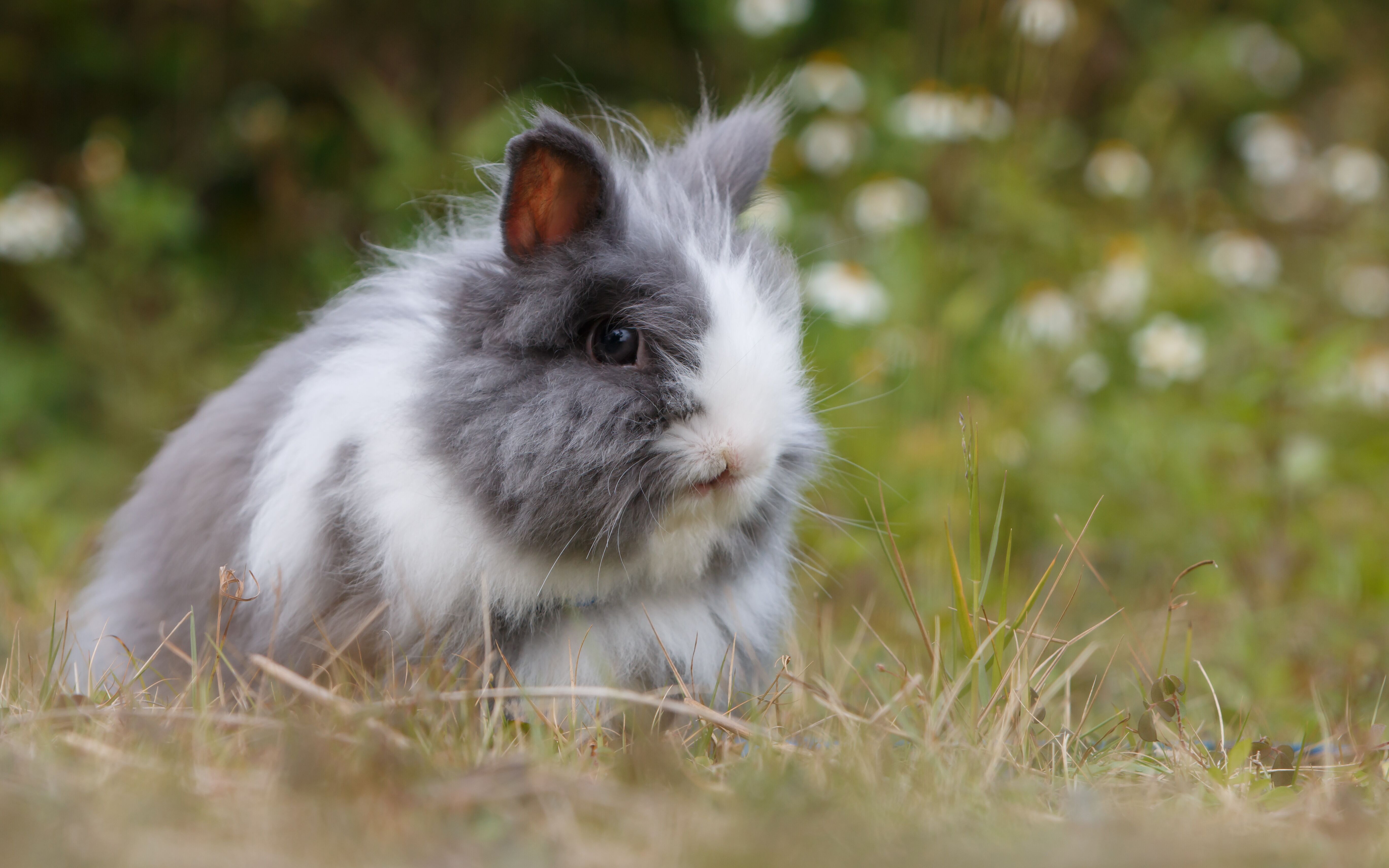 大自然中毛茸茸的野兔