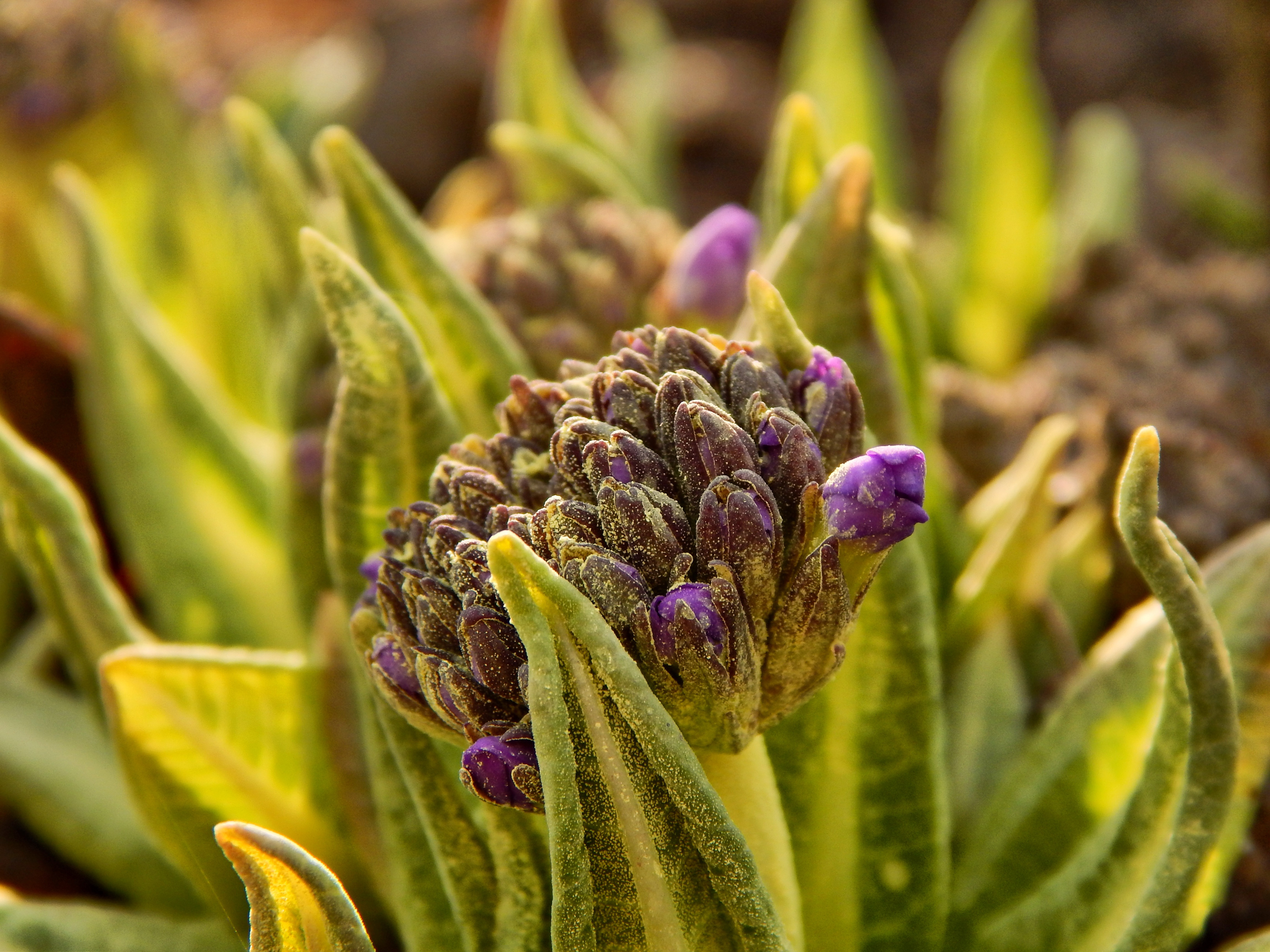 Free photo Blooming flowers covered with nectar