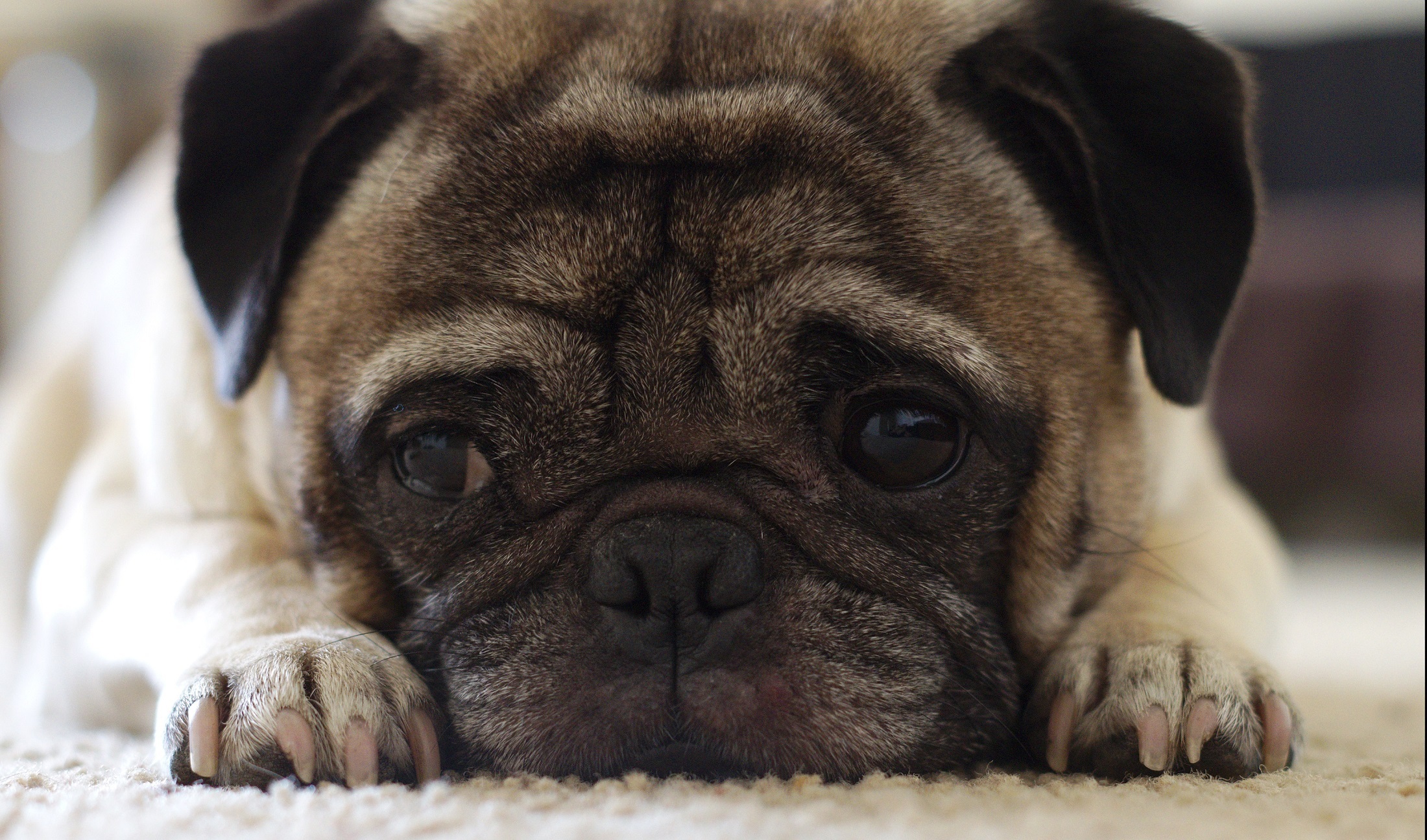 Free photo A distraught pug lying on the floor