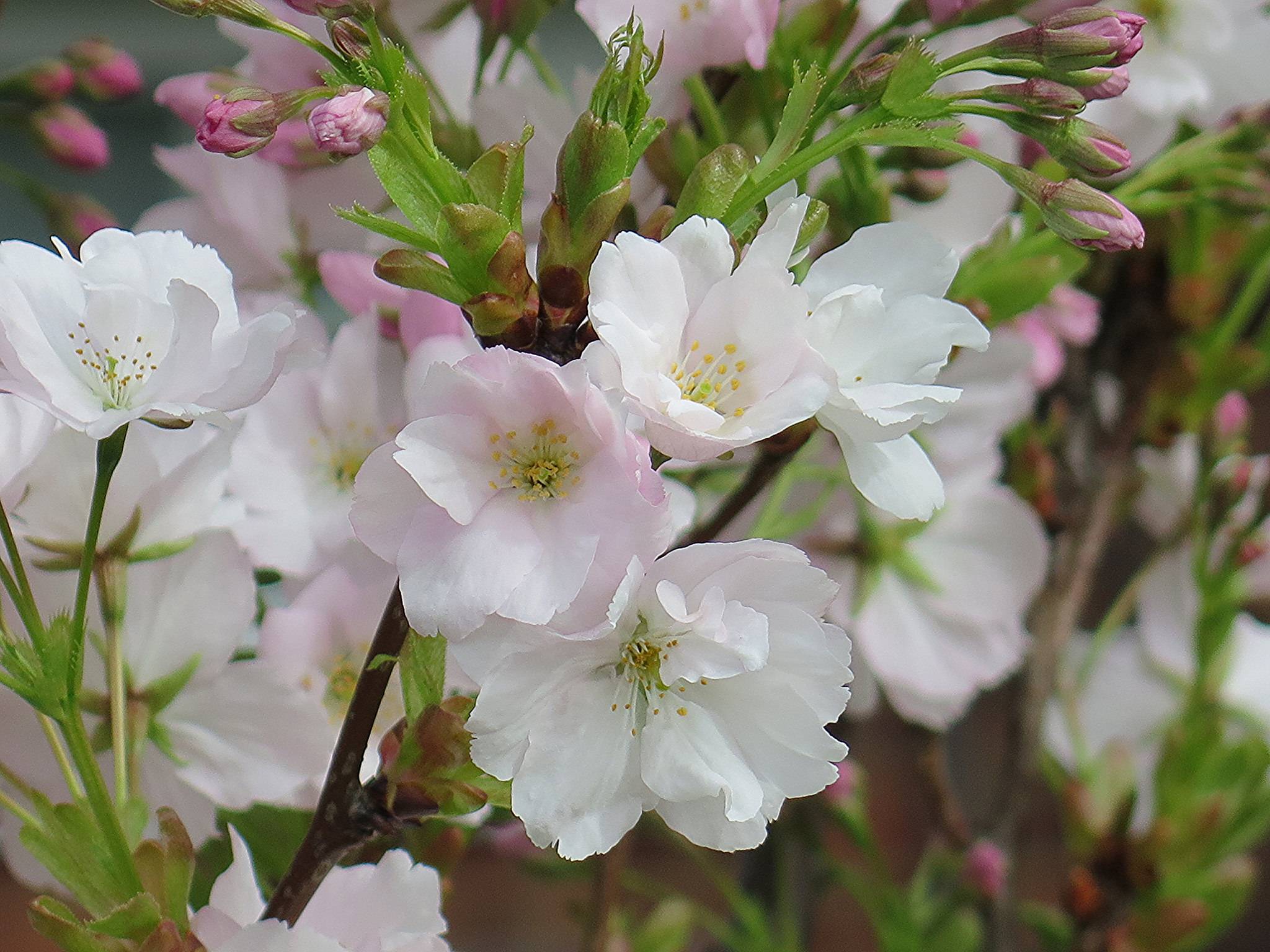 桌面上的壁纸樱花 白花 小花