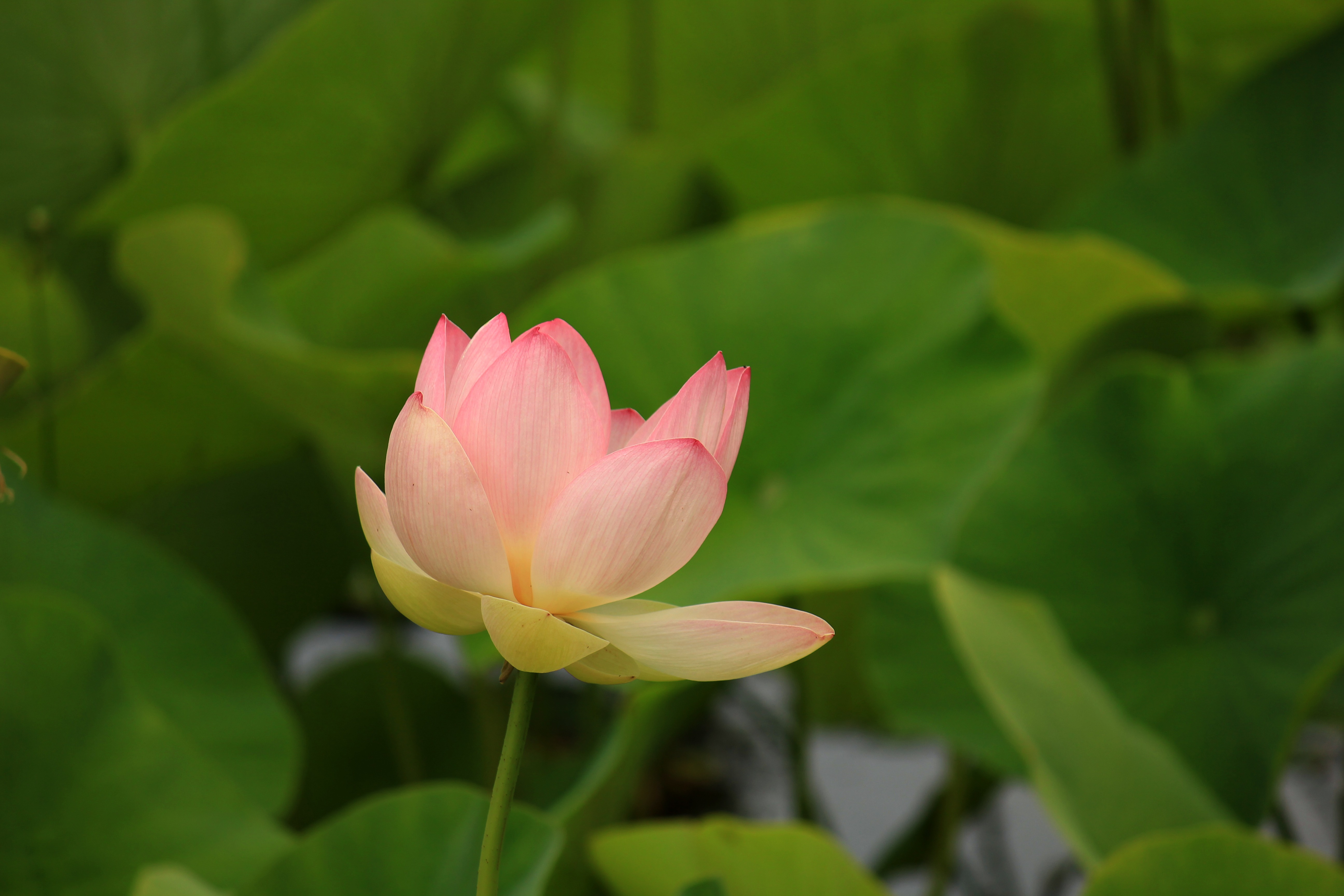 桌面上的壁纸蛋白锁 莲花家族 圣草