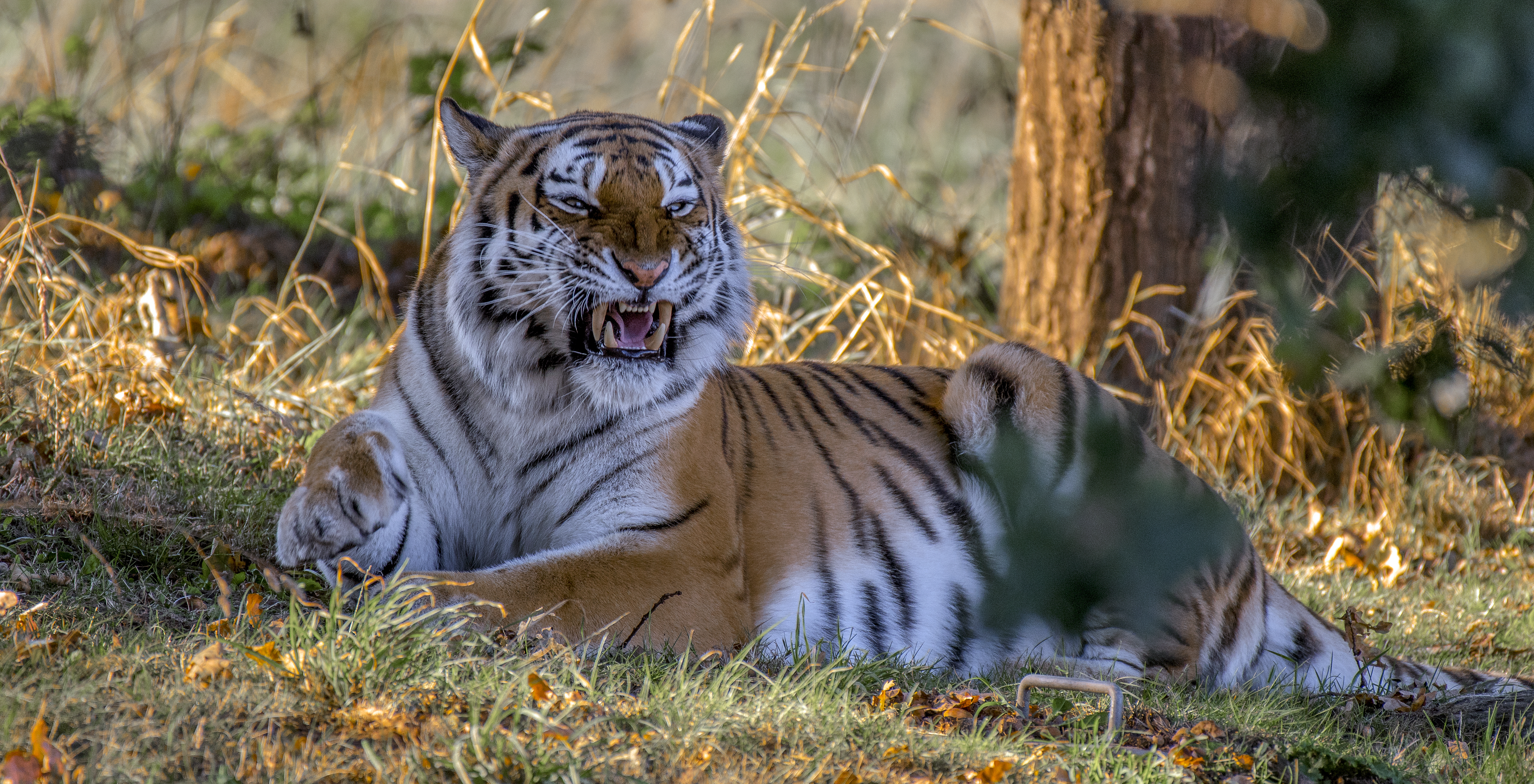 Free photo The Amur tiger`s goggle