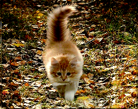 Открытка на тему осень привет котик скачать бесплатно