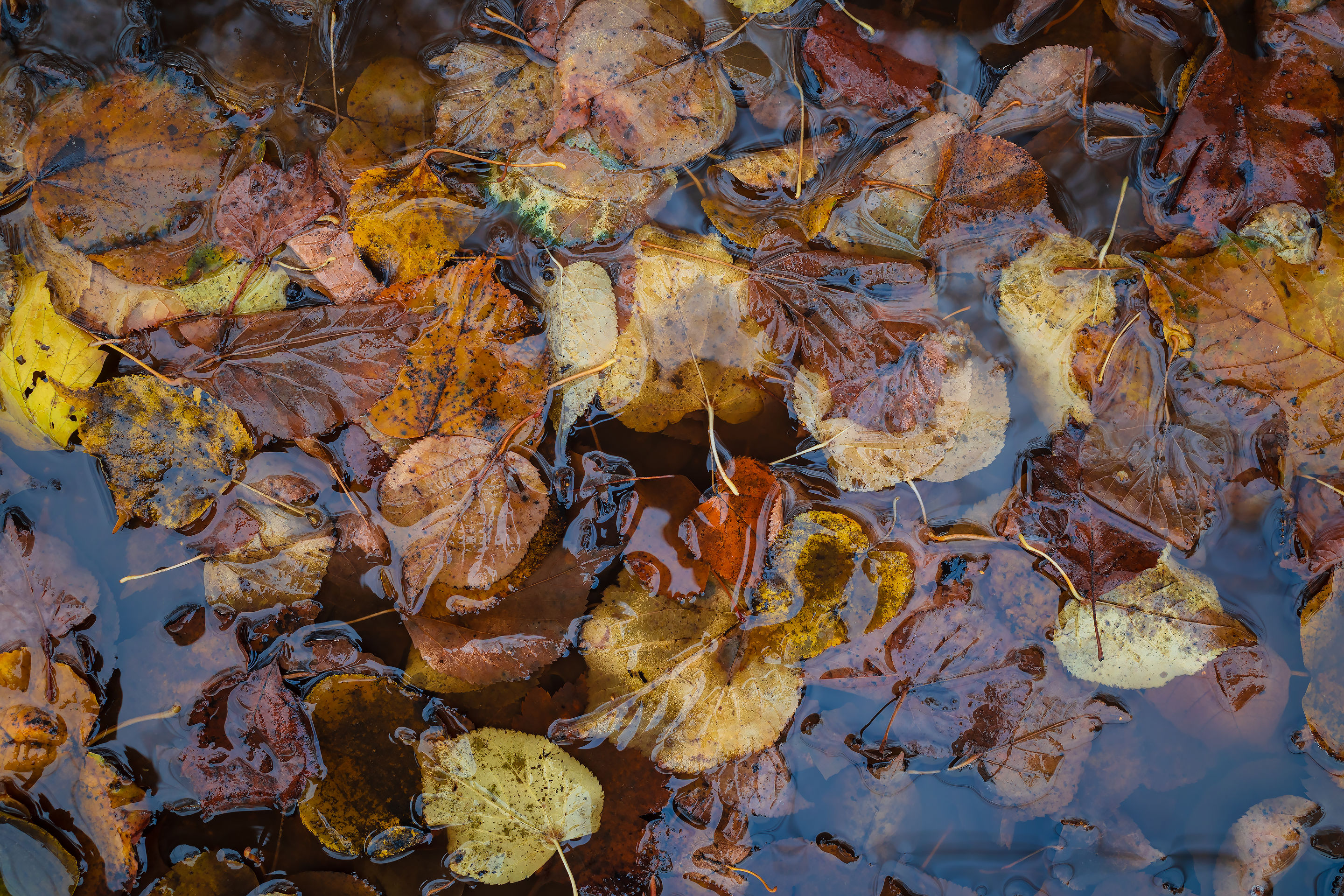 Leaves in a puddle