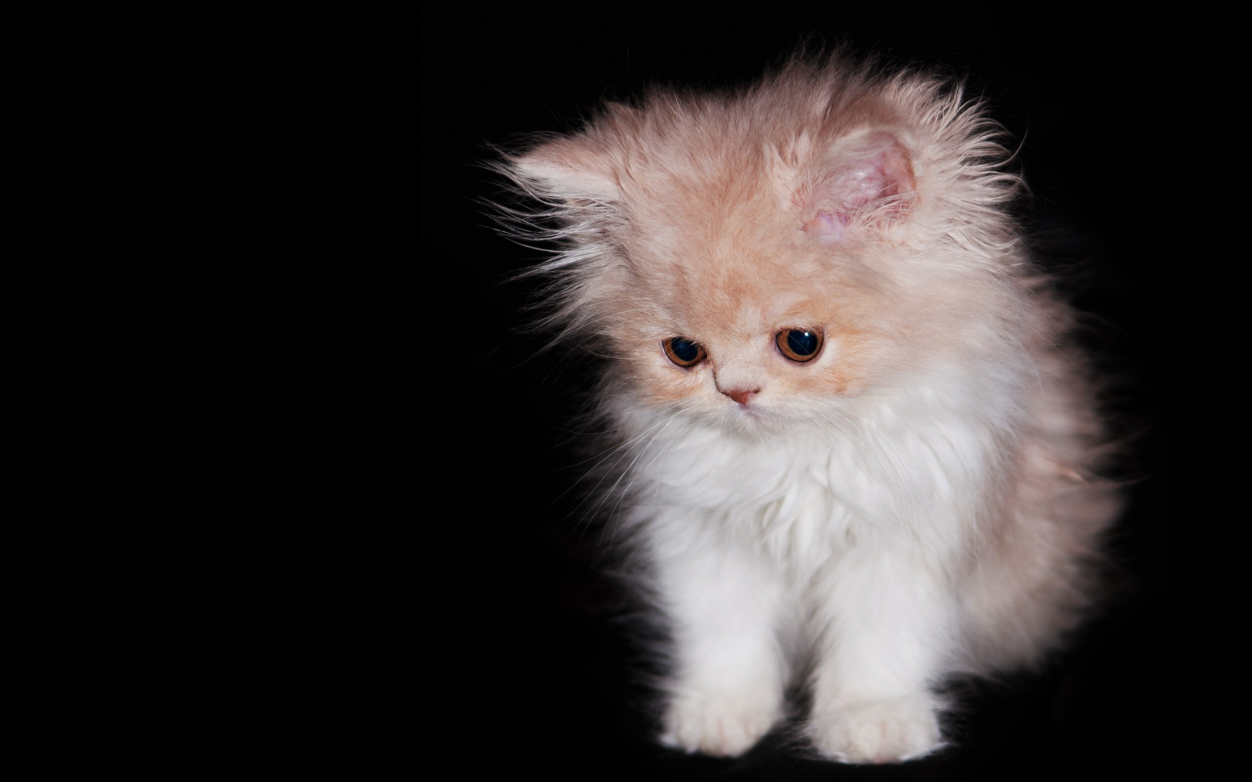 Wallpapers cute wallpaper fluffy kitten cats on the desktop