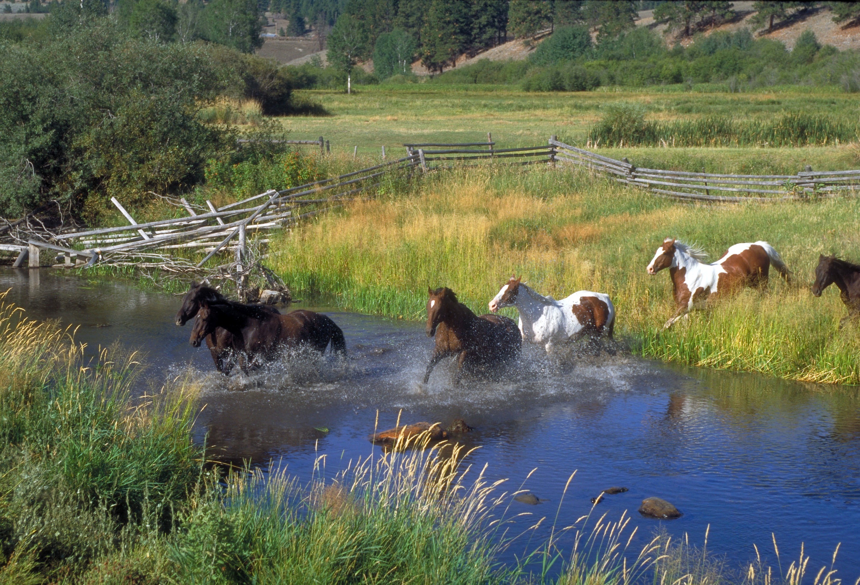 Wallpapers field horses beautiful on the desktop