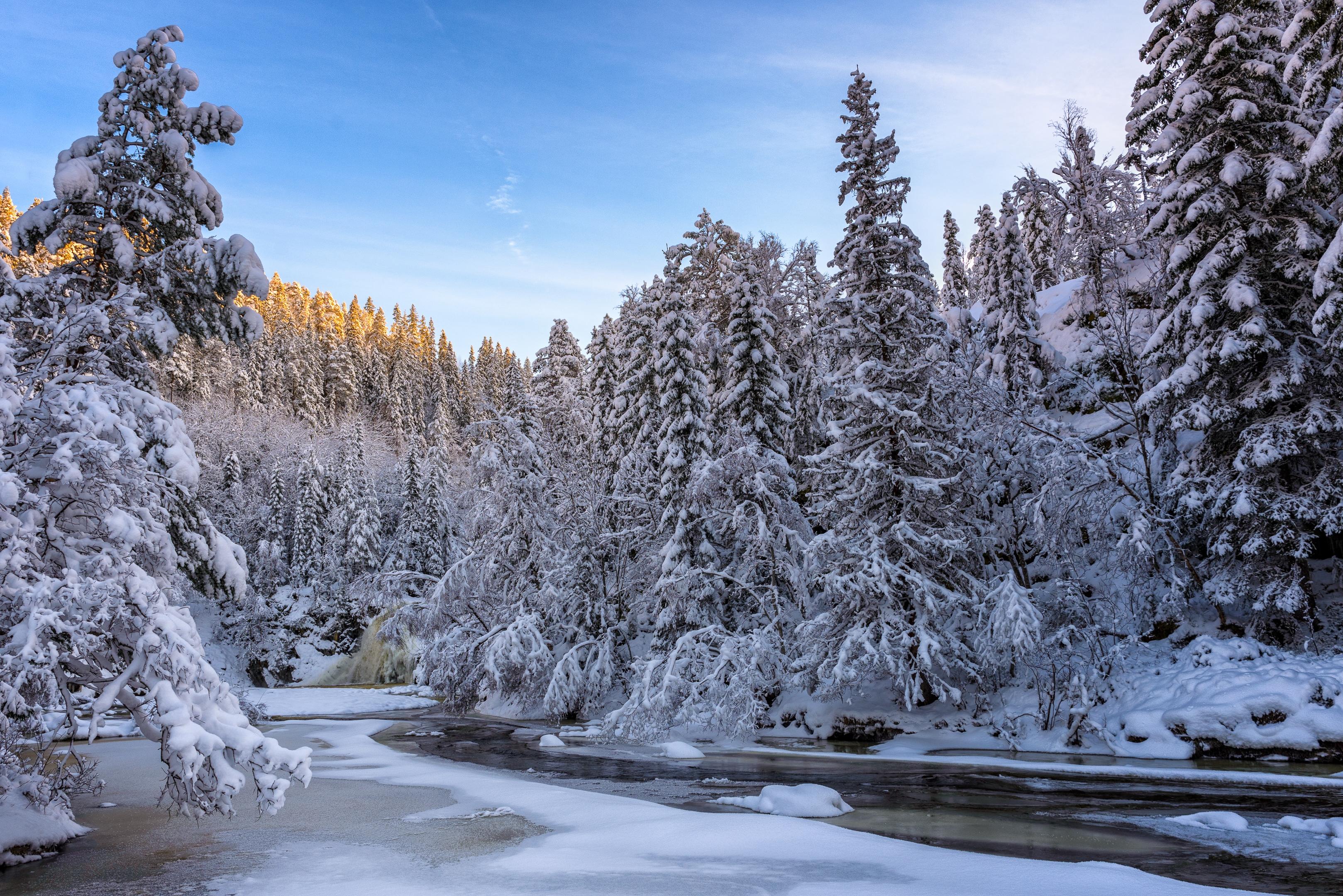 Unfrozen river among Christmas trees in winter
