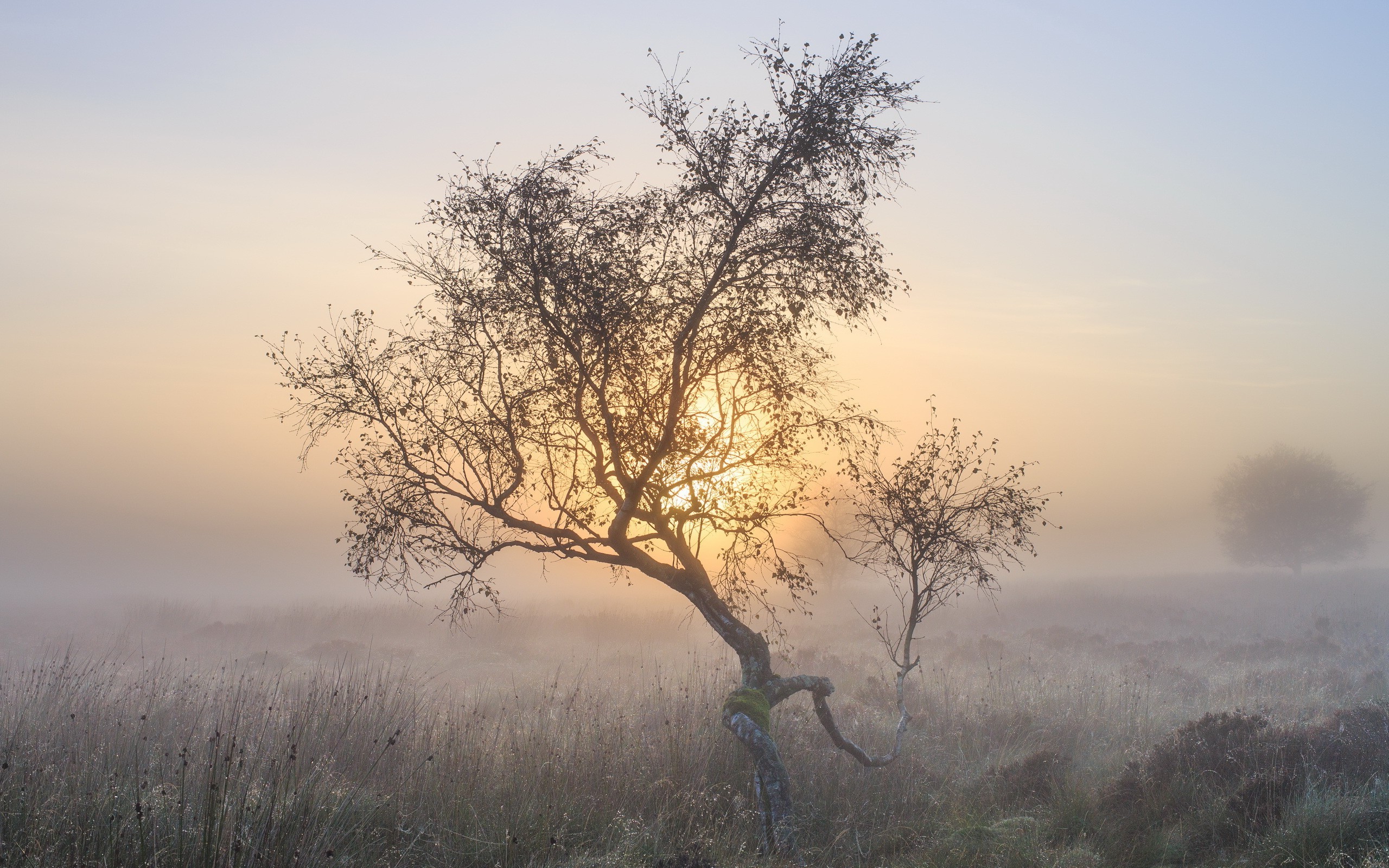 Wallpapers plain atmospheric phenomenon frost on the desktop