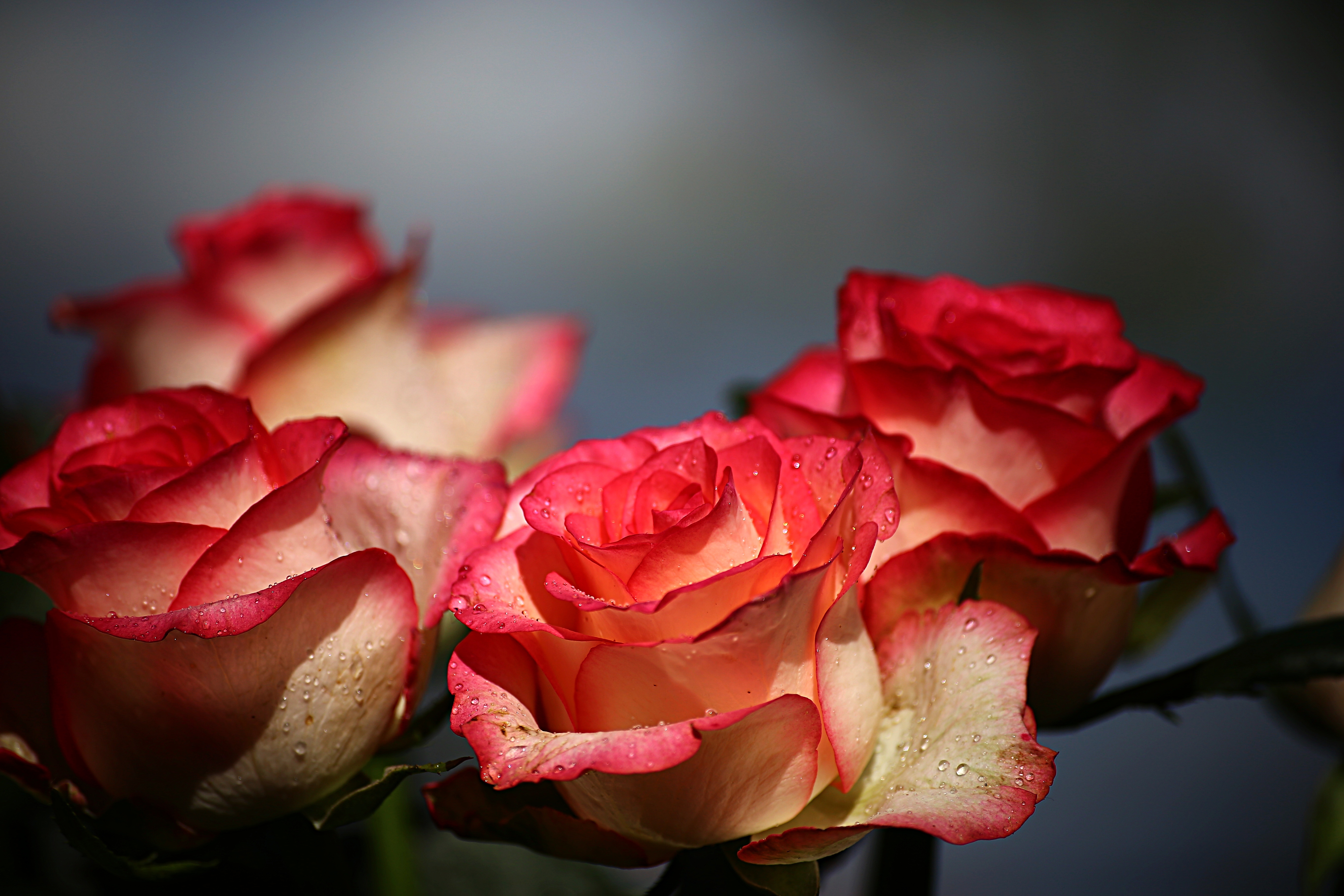 Wallpapers flower roses nature on the desktop